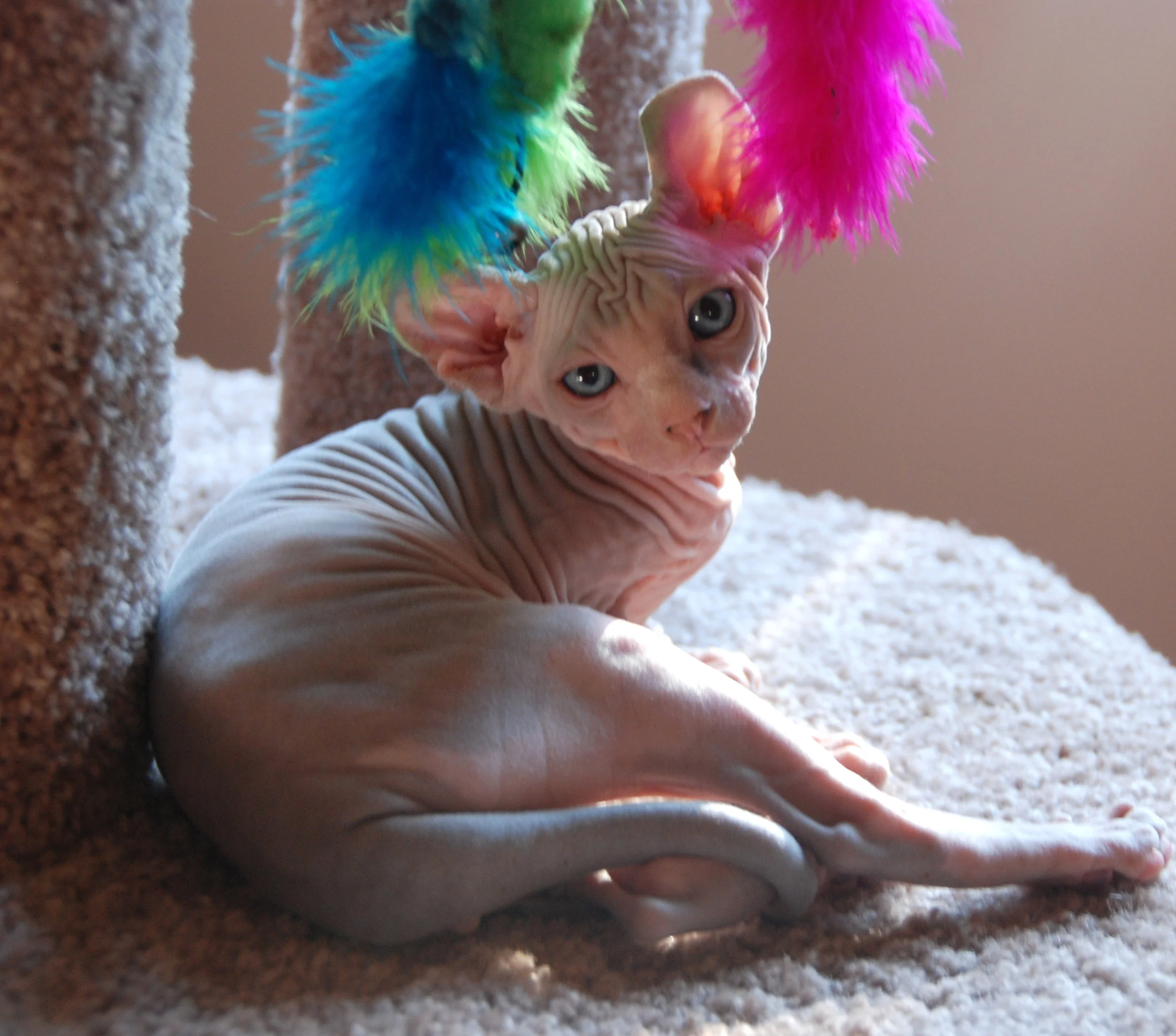 Elf kittens elf sphynx elf cats — NOCOATKITTY SPHYNX