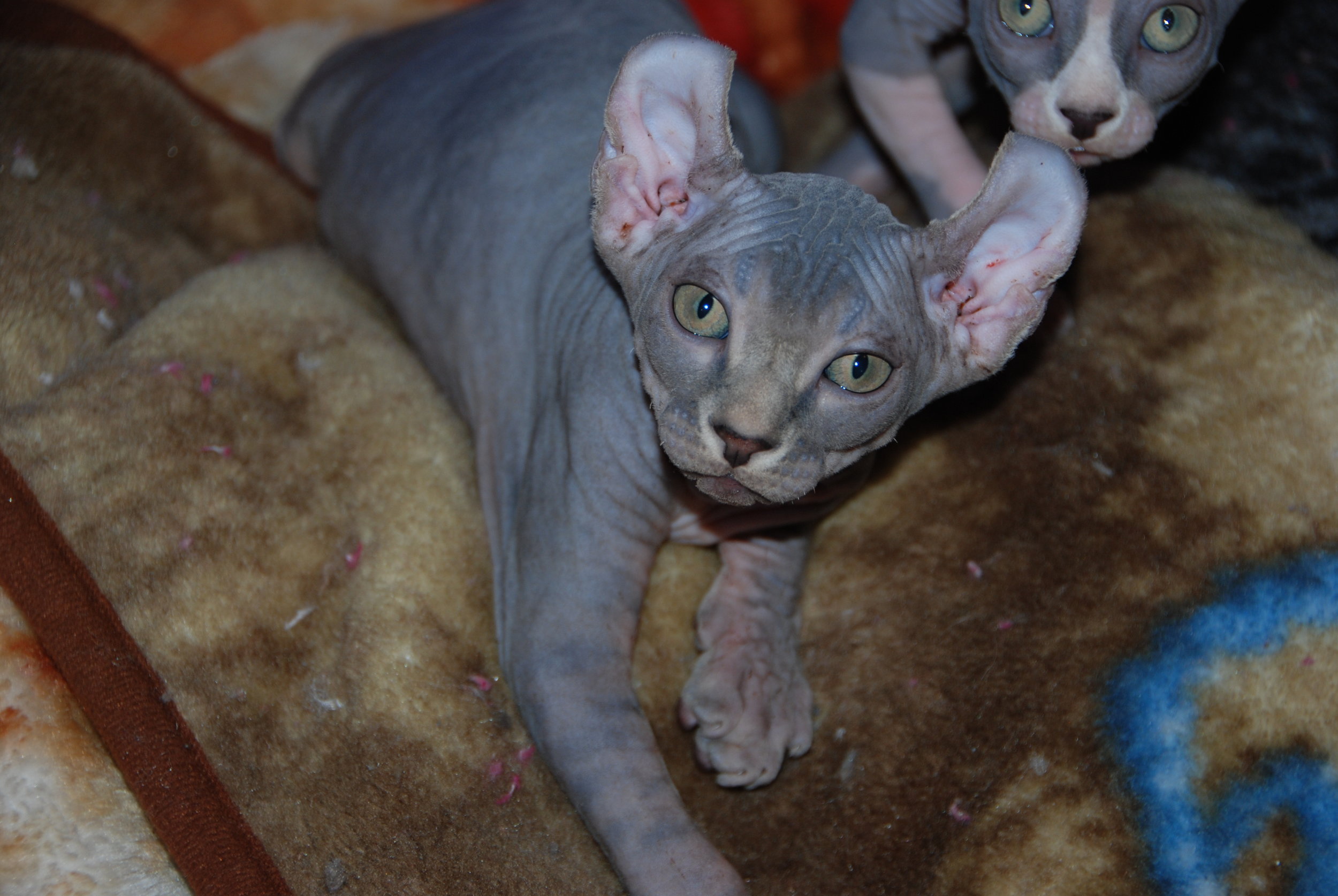 Elf kittens elf sphynx elf cats — NOCOATKITTY SPHYNX