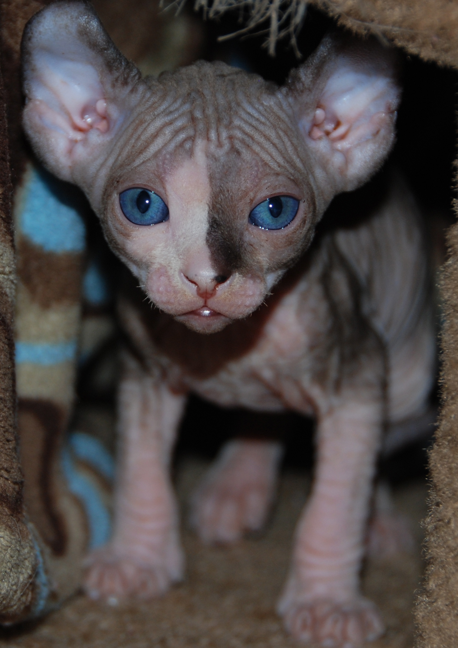 dobby cats for sale near me
