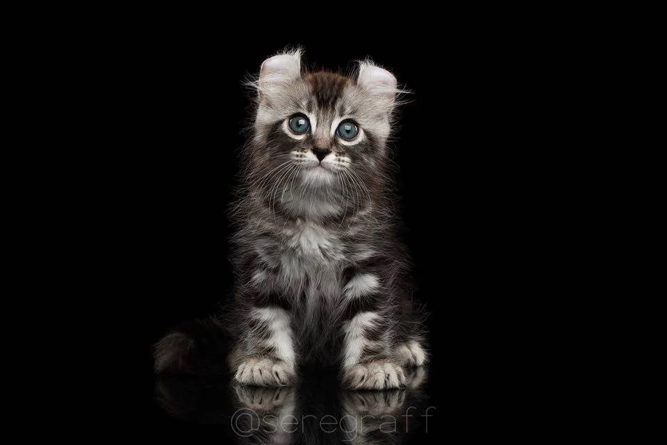 Anderson! New outcross at Nocoatkitty!