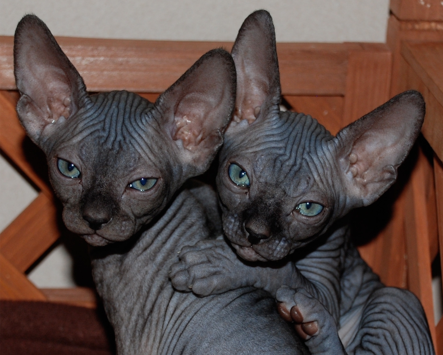 sphynx for sale
