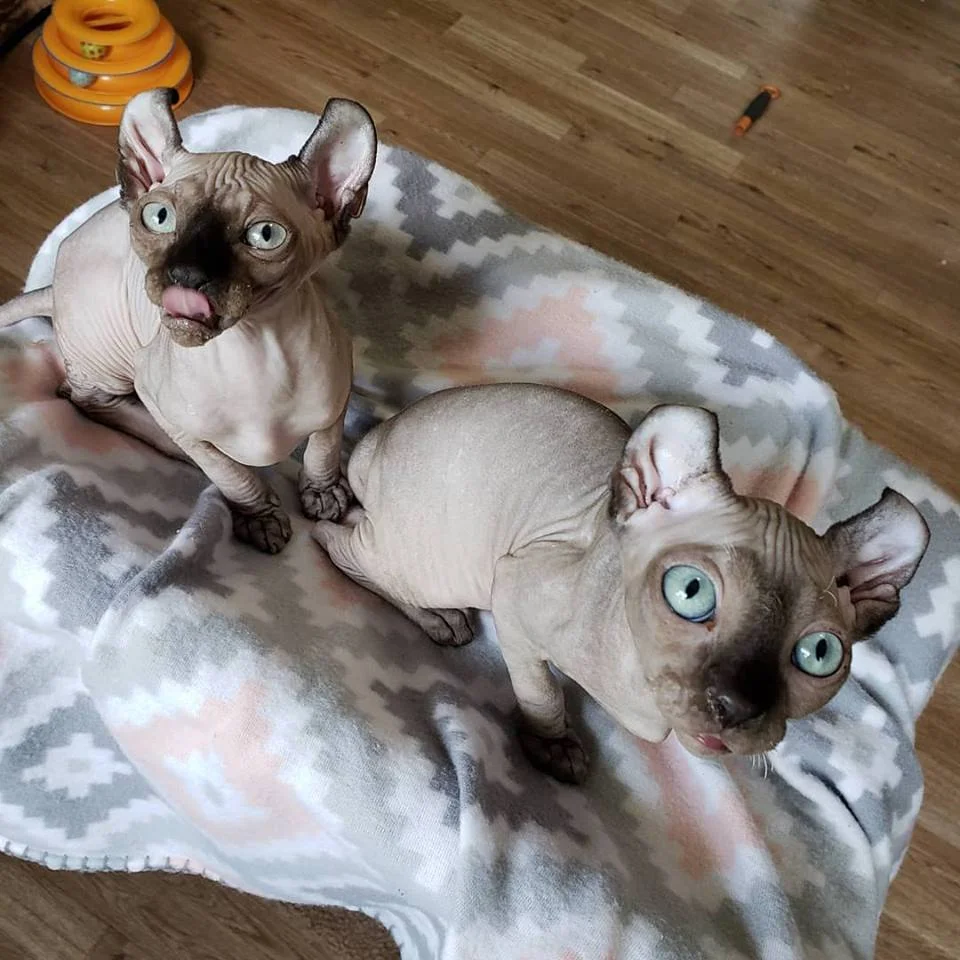 black sphynx sphynx kittens hairless kittens — NOCOATKITTY SPHYNX