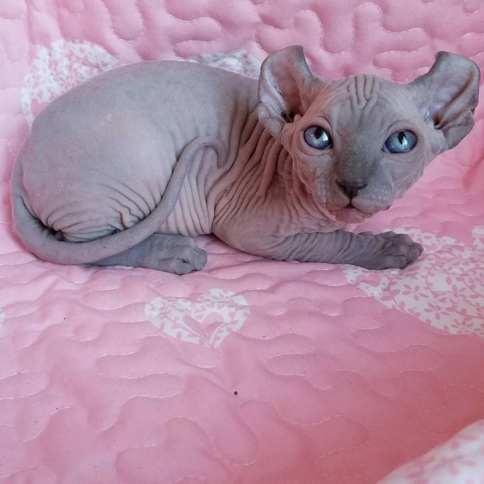 black sphynx sphynx kittens hairless kittens — NOCOATKITTY SPHYNX