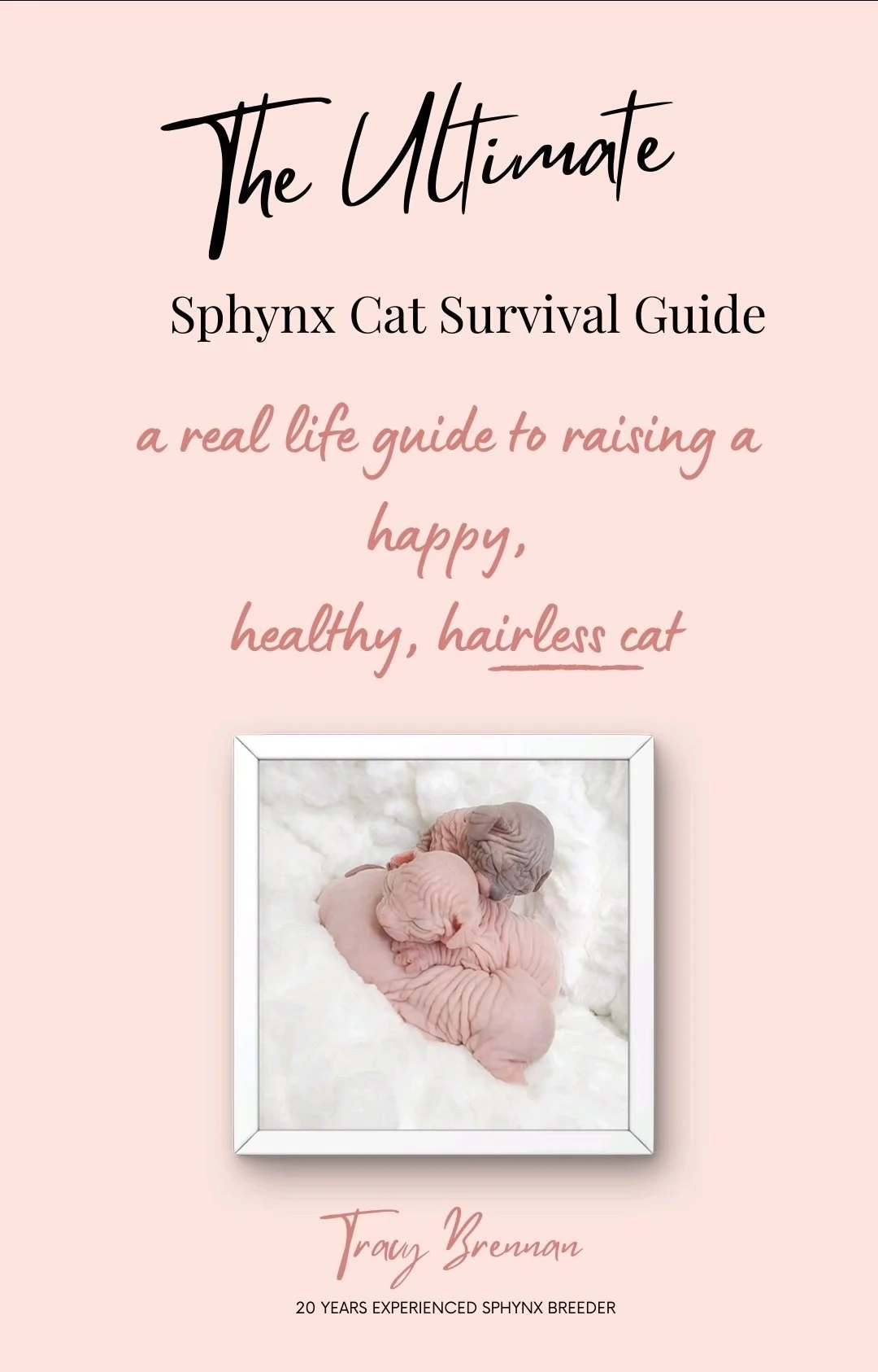 The Ultimate Sphynx Cat Survival Guide
