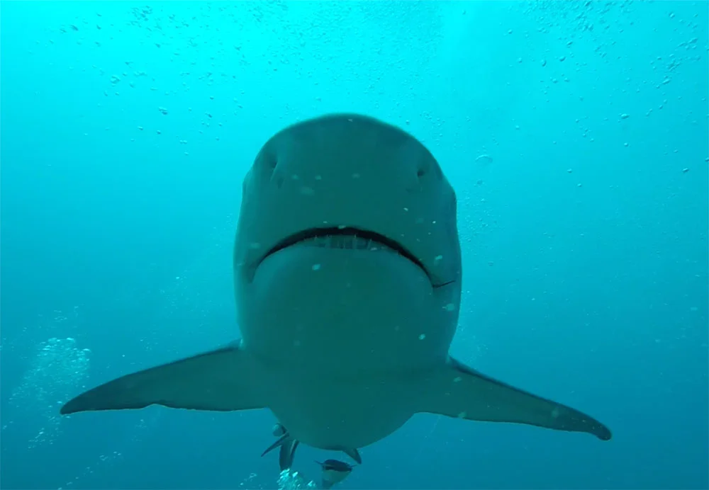 Shark$---Production-Stillsm.jpg