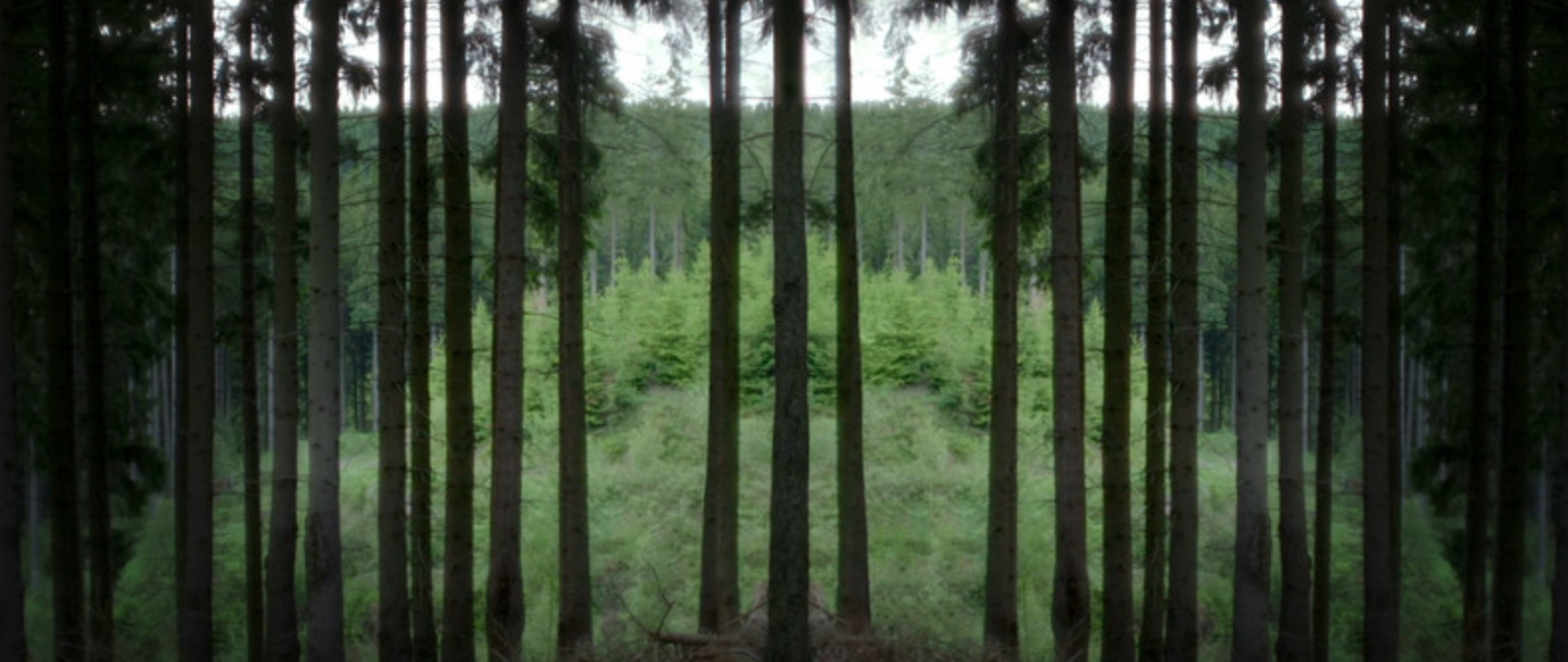 nemophelia_poster.png