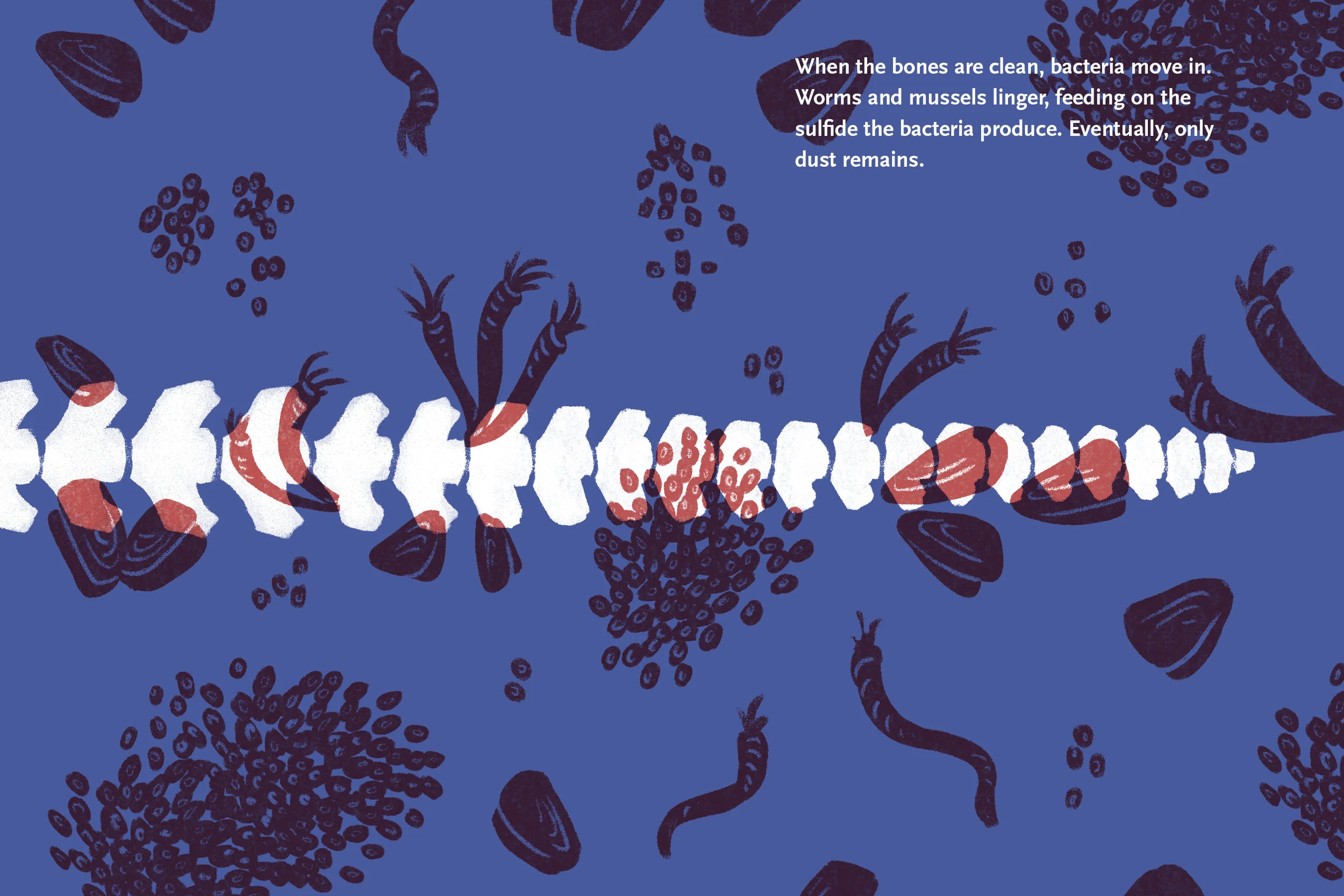 whale_falls_zine5.jpg