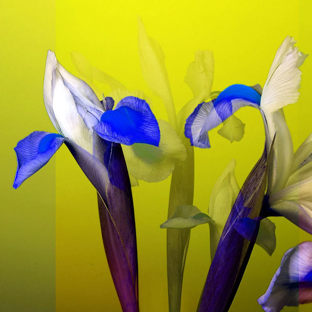 Flower_188_2.jpg