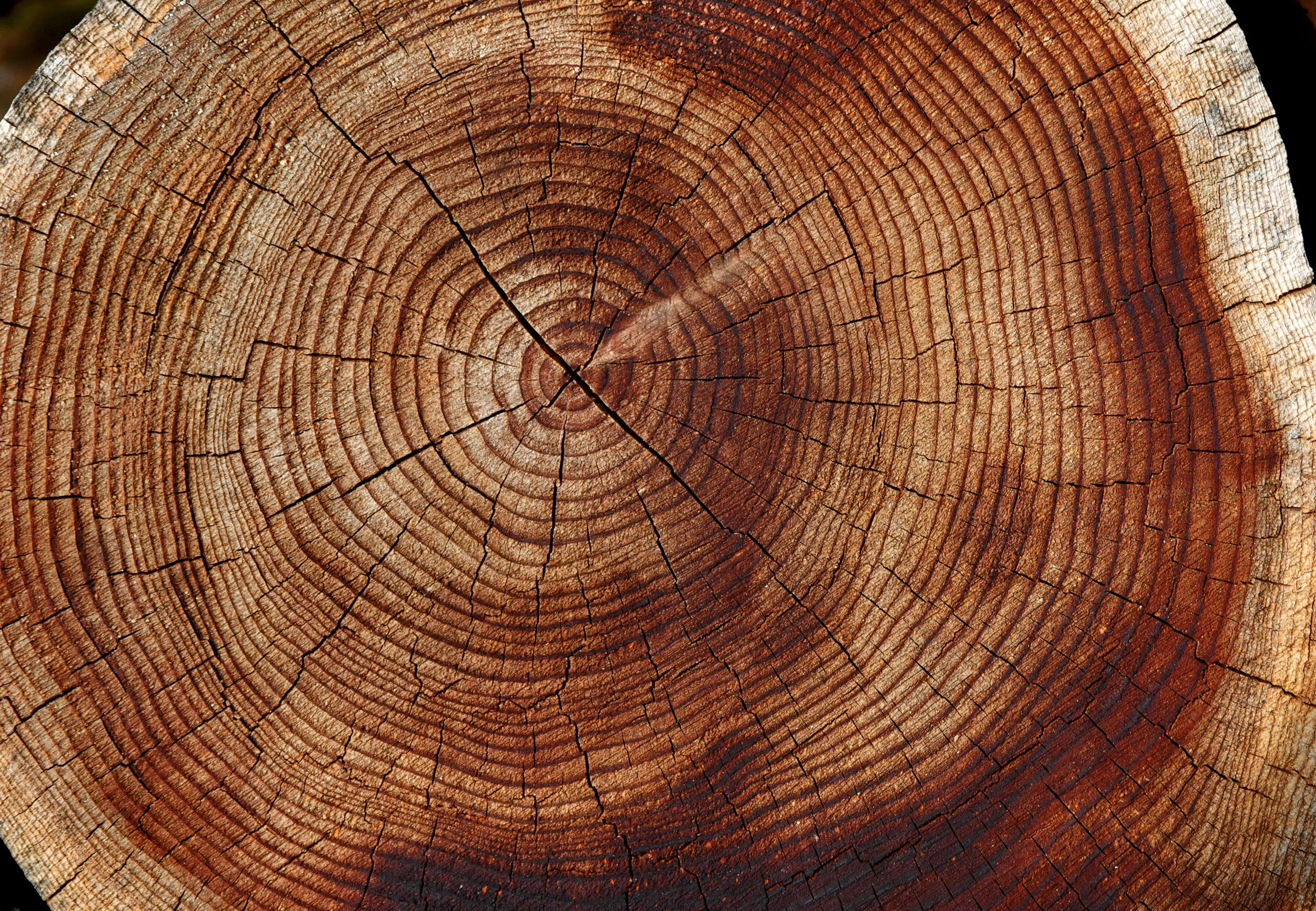 Photo by andrewdowsett/iStock / Getty Images