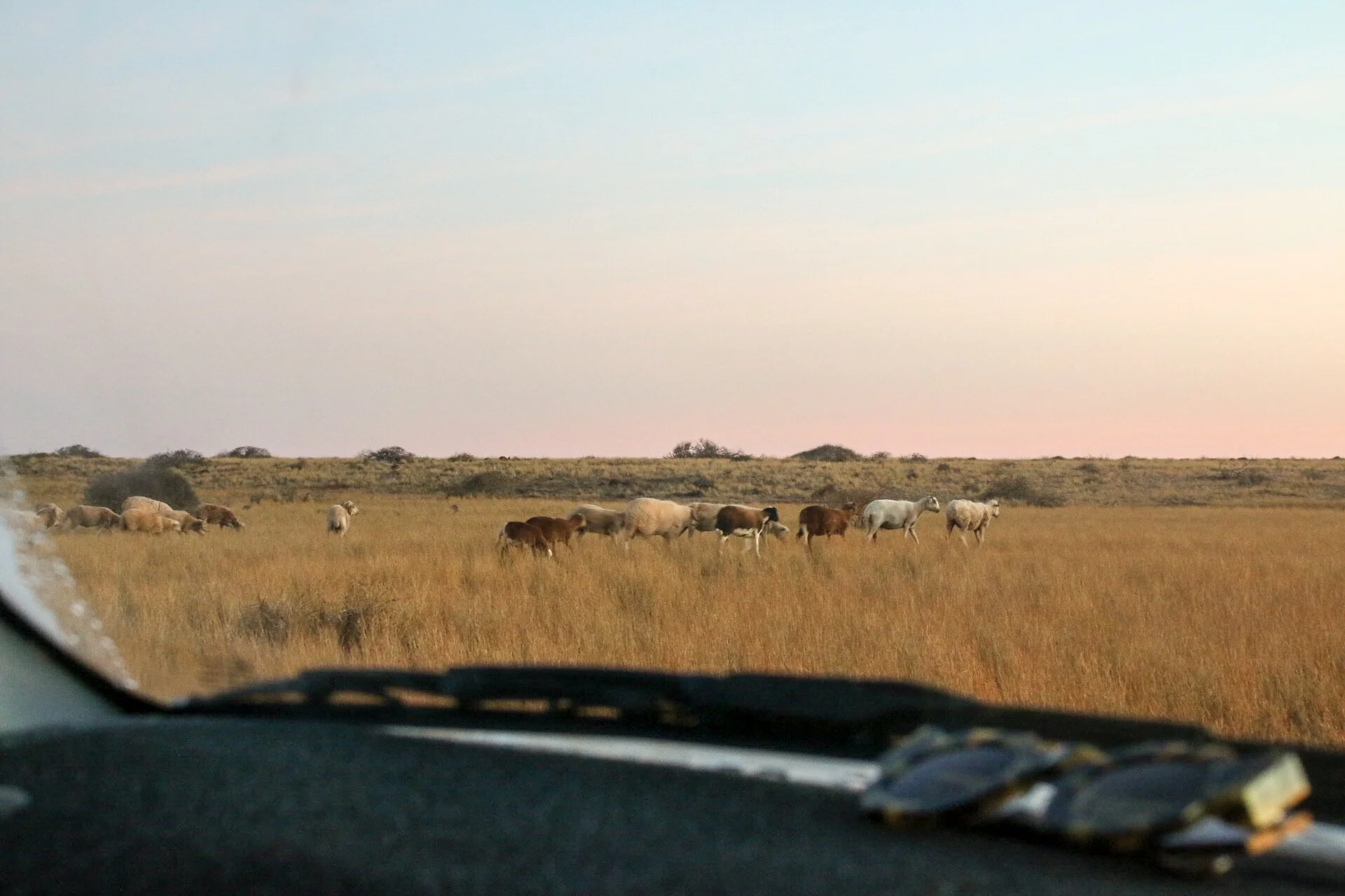 About a hundred goats would meet and gather every night at dusk atop this little ridge overlooking the sea. Hhmmm family gatho anyone?