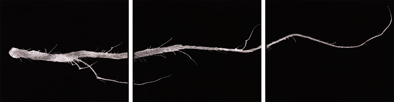Composition #13 , 2001 Gelatin silver print; Triptych, each panel 20 x 24" (50.8 x 61cm); Edition of 3; also edition of 1: 30 x 40" (76.2 x 101.6cm); edition of 1: 40 x 50" (101.6 x 127cm)