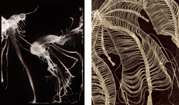 (L) Composition #6 , 2000; Gelatin silver print; 24 x 20" (61 x 50.8cm); Edition of 5; also edition of 3: 39 x 32" (99 x 81.28cm); edition of 2: 55 x 45"(139.7 x 114.3cm) (R) HAIR transfer , 2004; Chromogenic print; 40 x 30" (101.6 x 76.2cm); Edition of 5; also edition of 3: 39 x 32" (99 x 81.28cm); edition of 2: 55 x 45"(139.7 x 114.3cm)