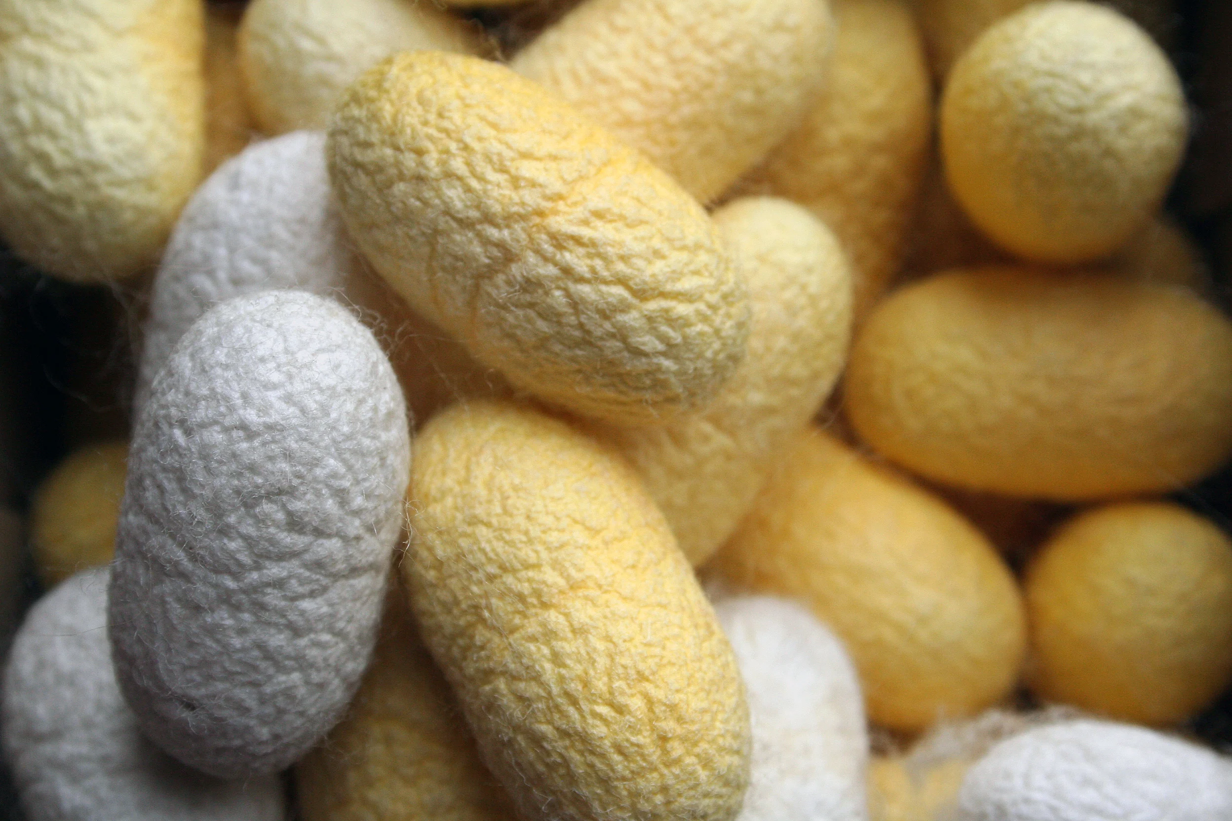 Silkworm cocoons.JPG