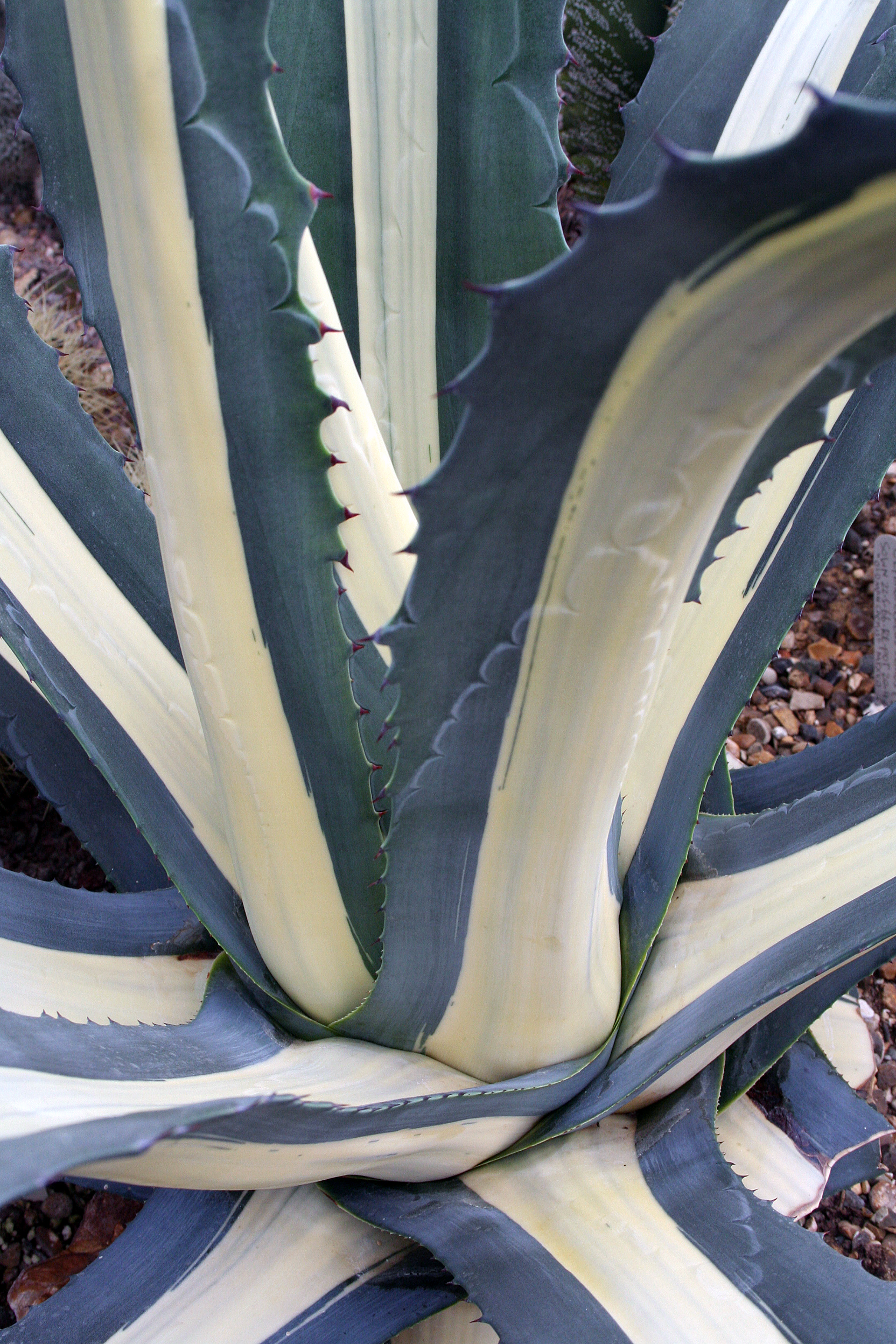 Agave side view 5.JPG