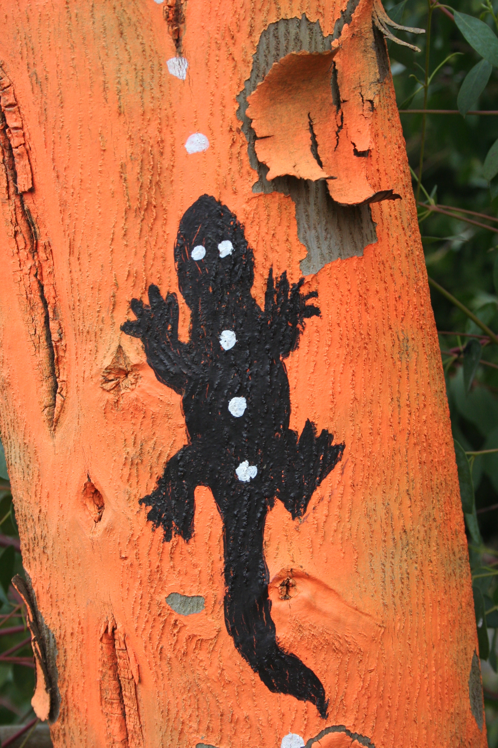 Aboriginal art on eucalyptus tree in WG.JPG