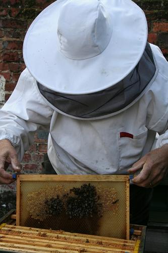 bees1.jpg