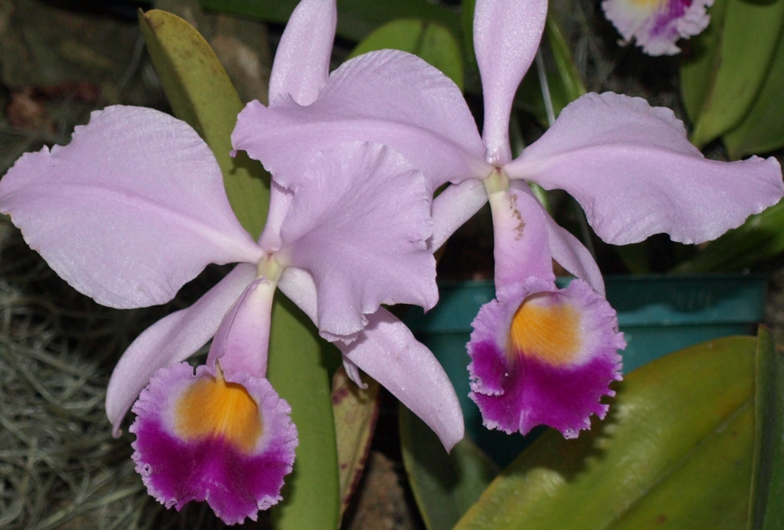 Cattleya Hybrid in Medellin. Jan 2014..JPG