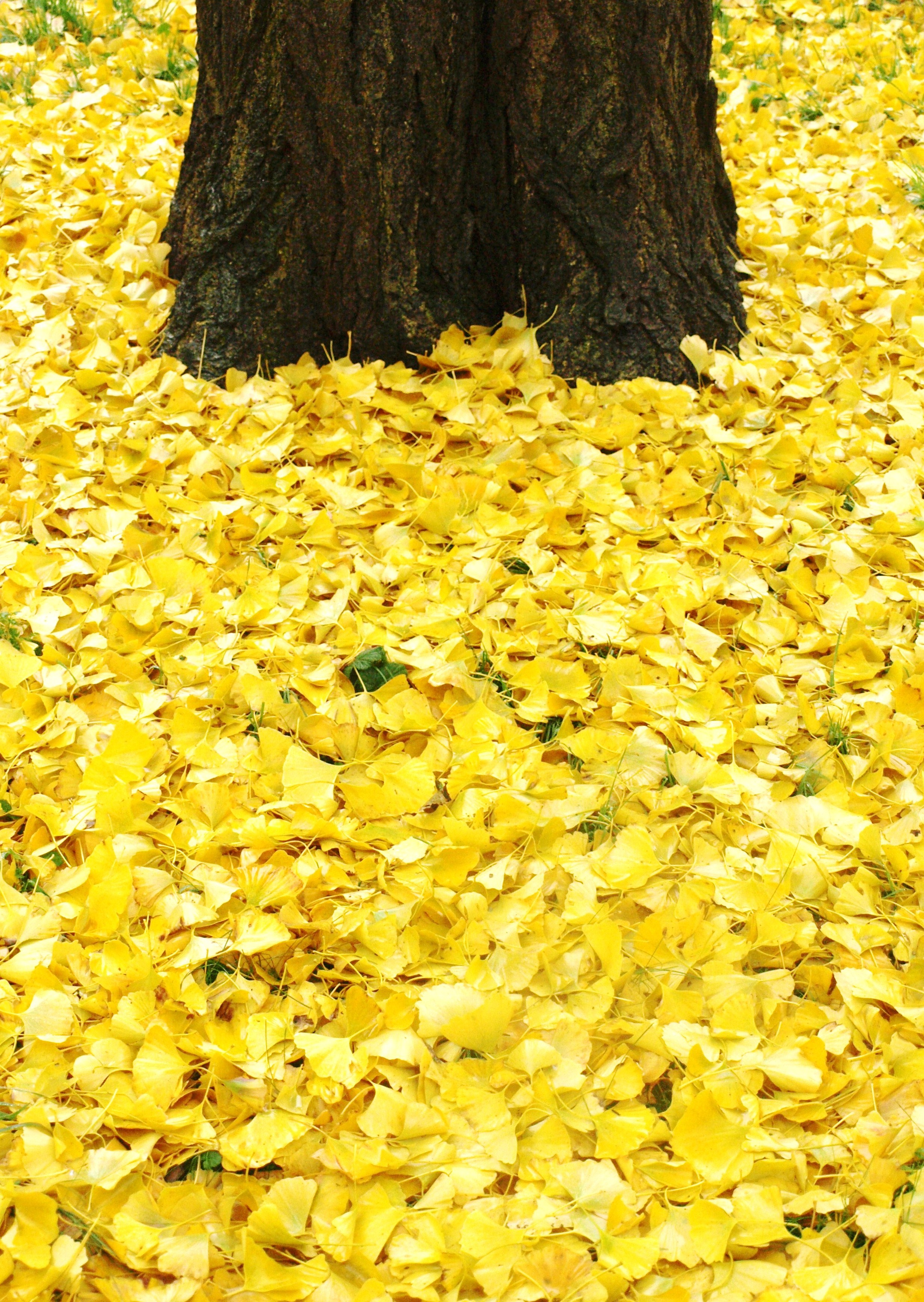 Ginkgo biloba Leaves - 26.11.14..JPG
