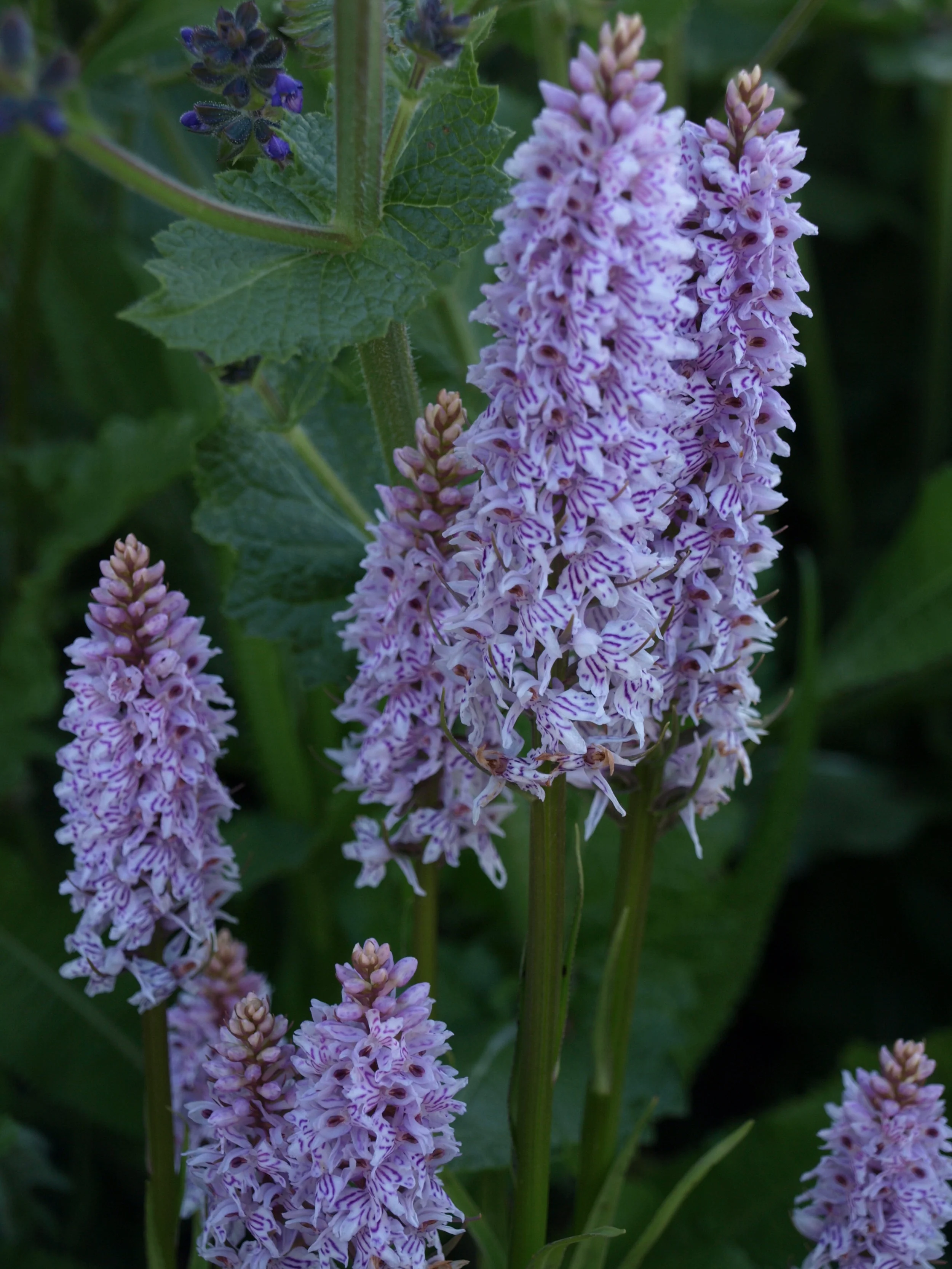 Common Spotted Orchid. June 2009 in W.G..JPG