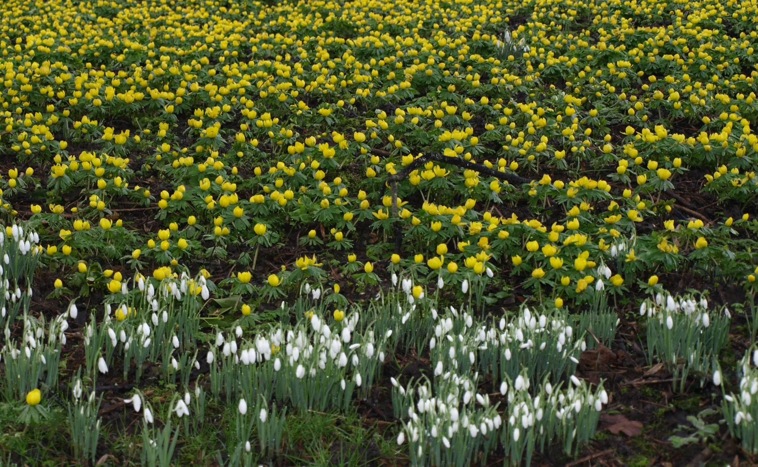 Winter Aconite & Galanthus - Jan 2014..JPG