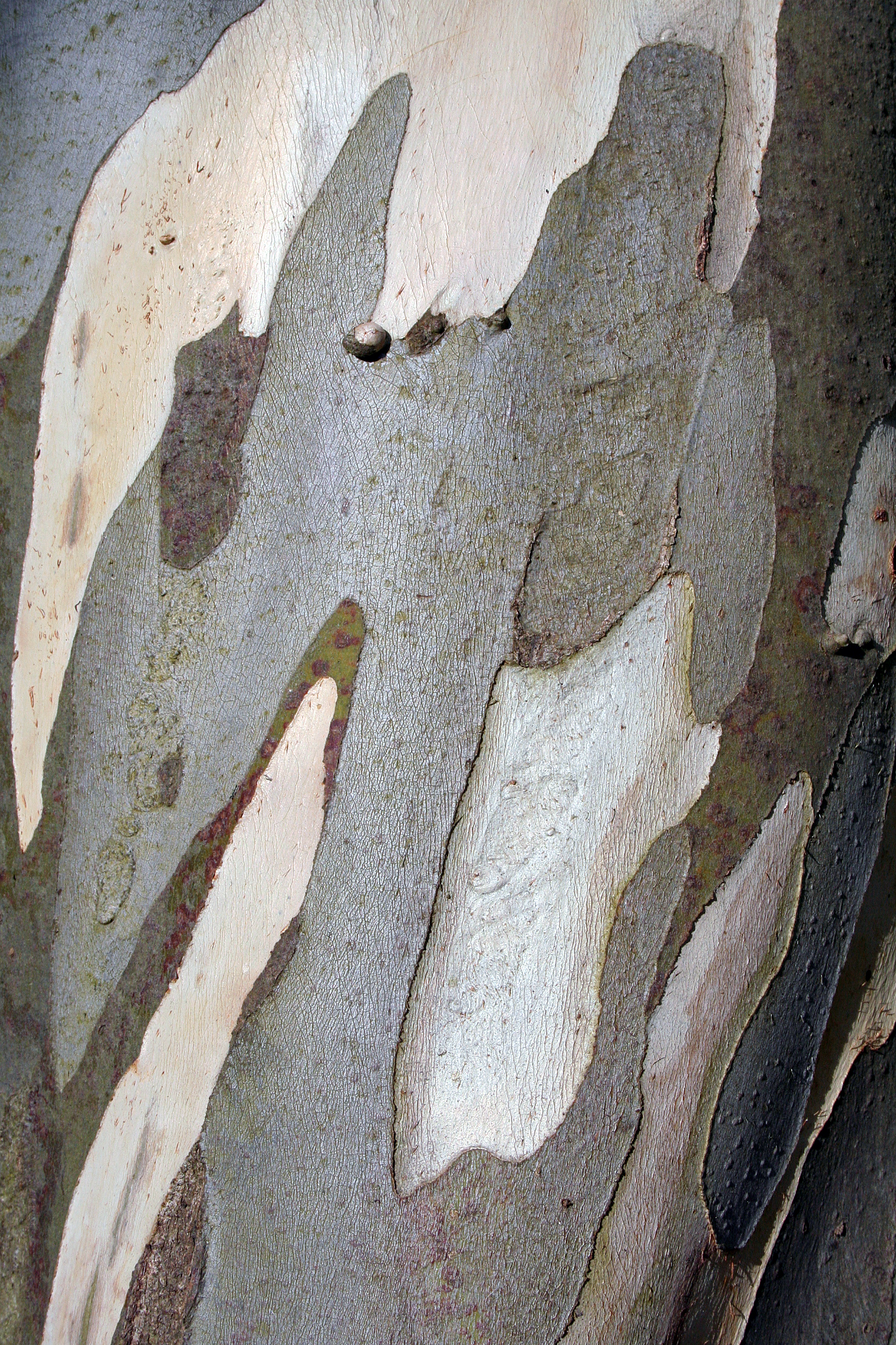 Eucalyptus bark.JPG