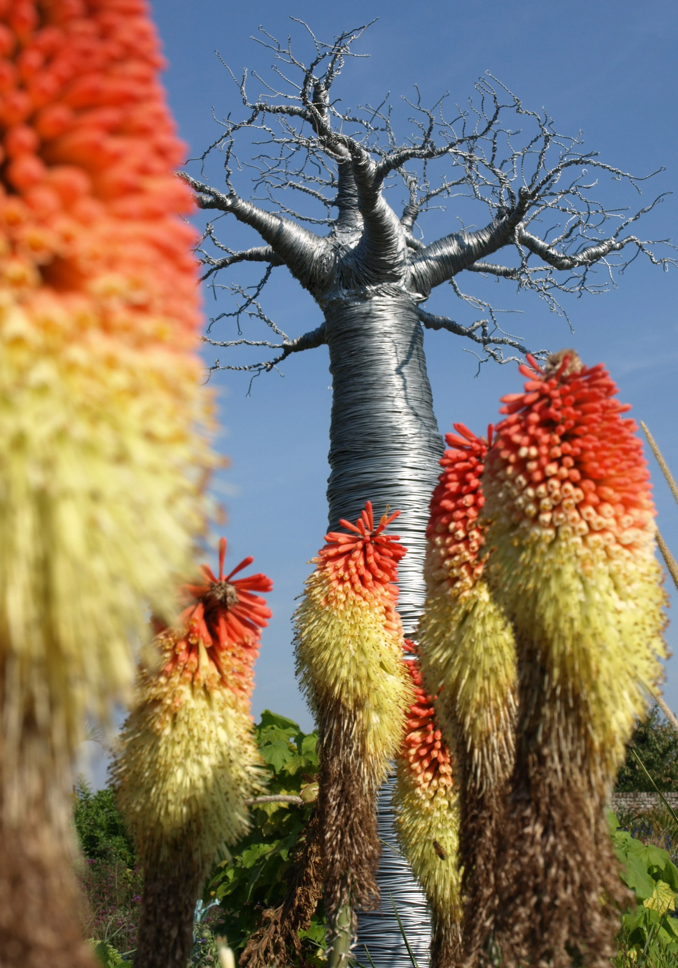 Baobab & Kniphofia caulescens - Africa.JPG