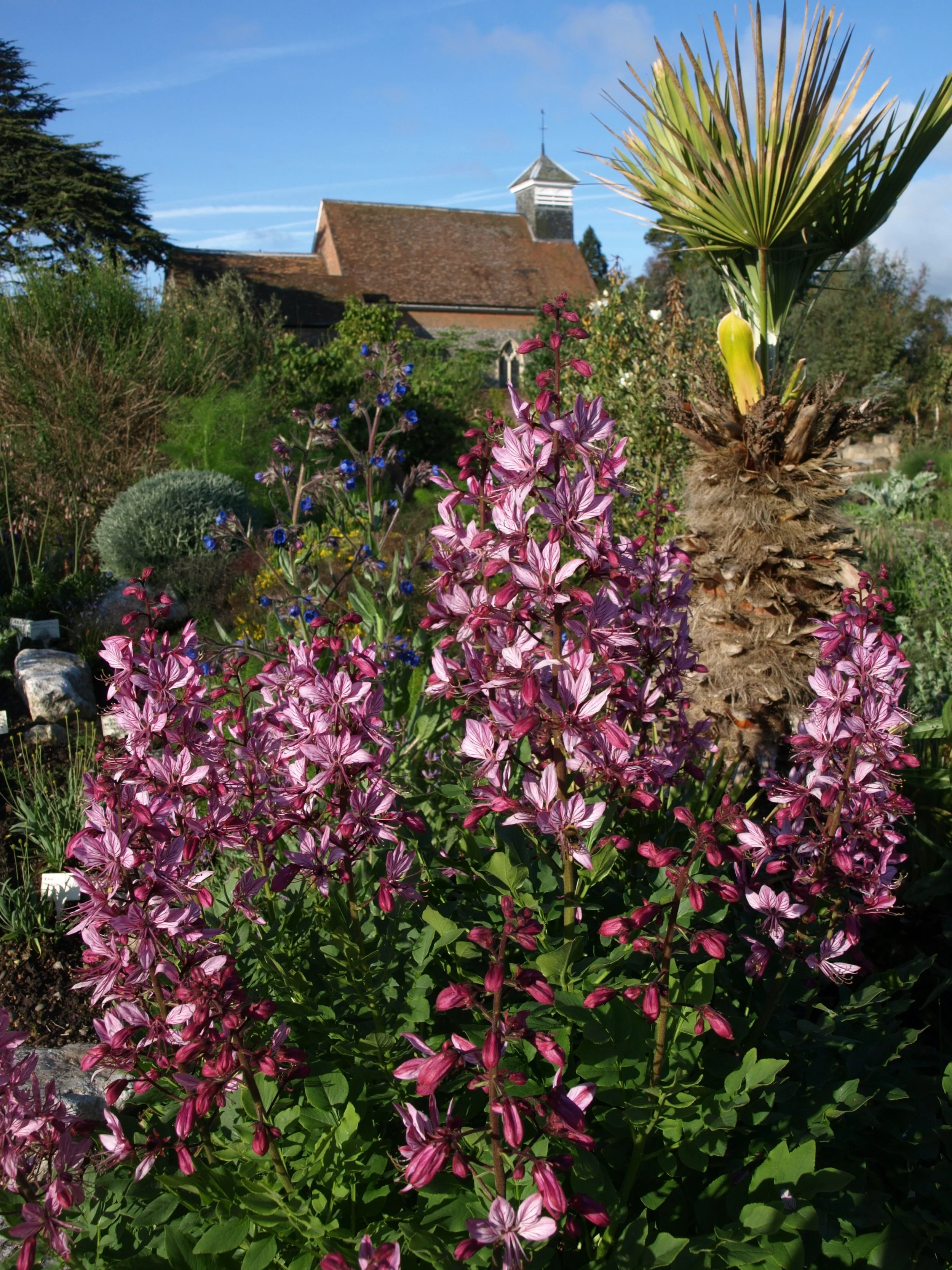 Dictamnus albus var. purpureus  - The World Garden.jpg