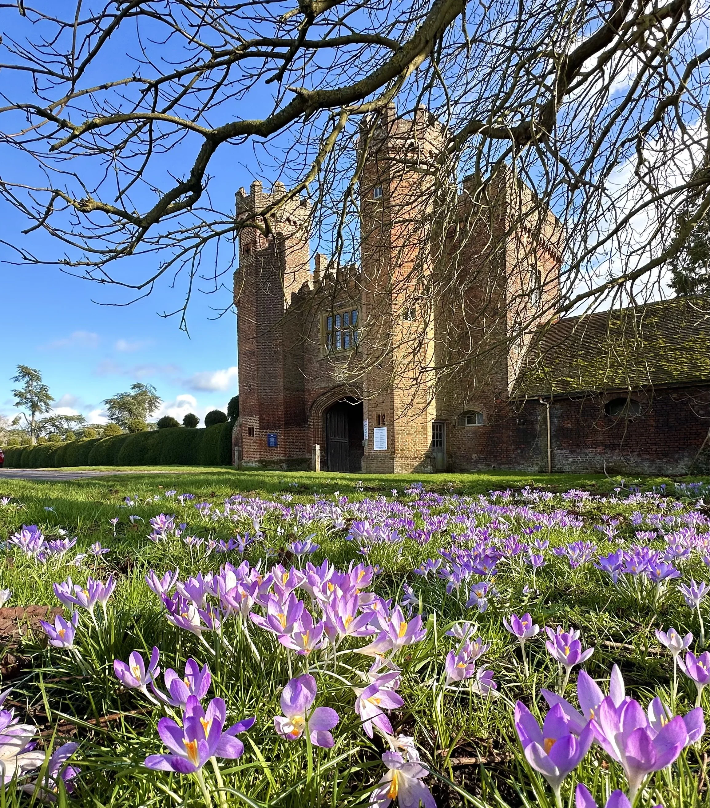 p44 - The Gatehouse winter crocus.jpg