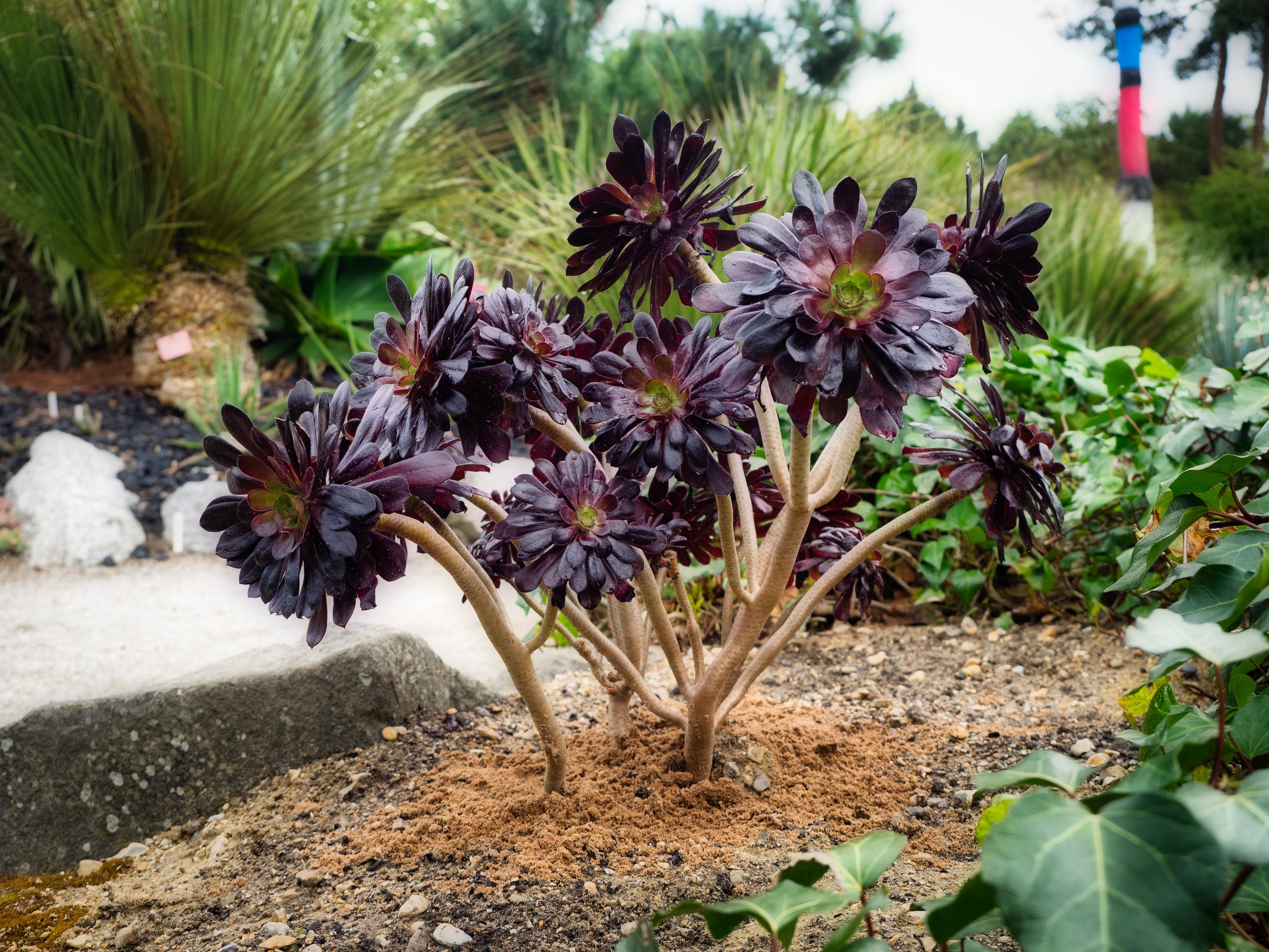 Aeoniums - CANARIES.jpg