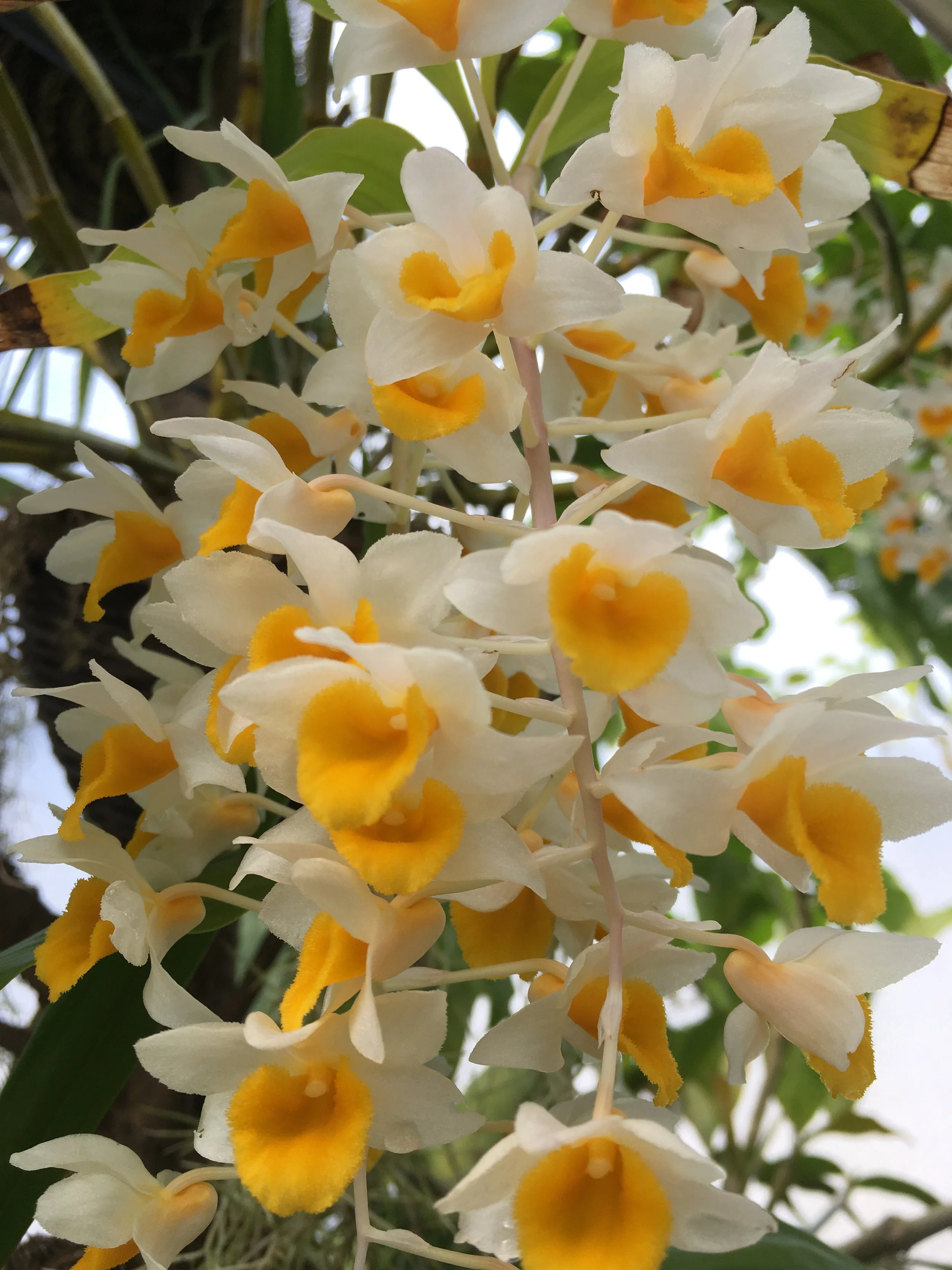 Dendrobium thyrsiflorum - under Orchis section.JPG