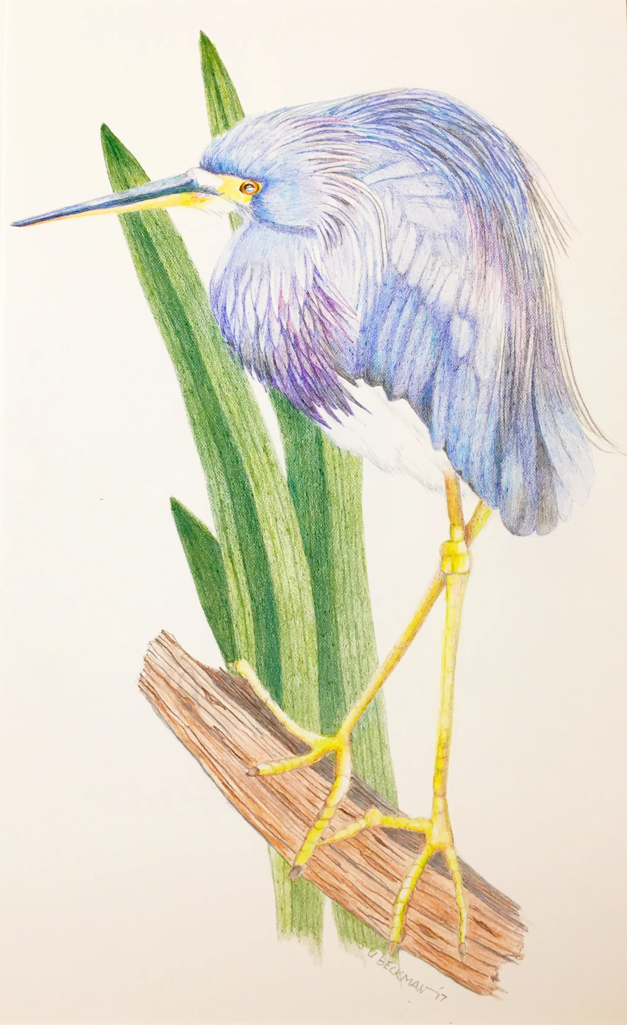 Blue Heroncc.jpg