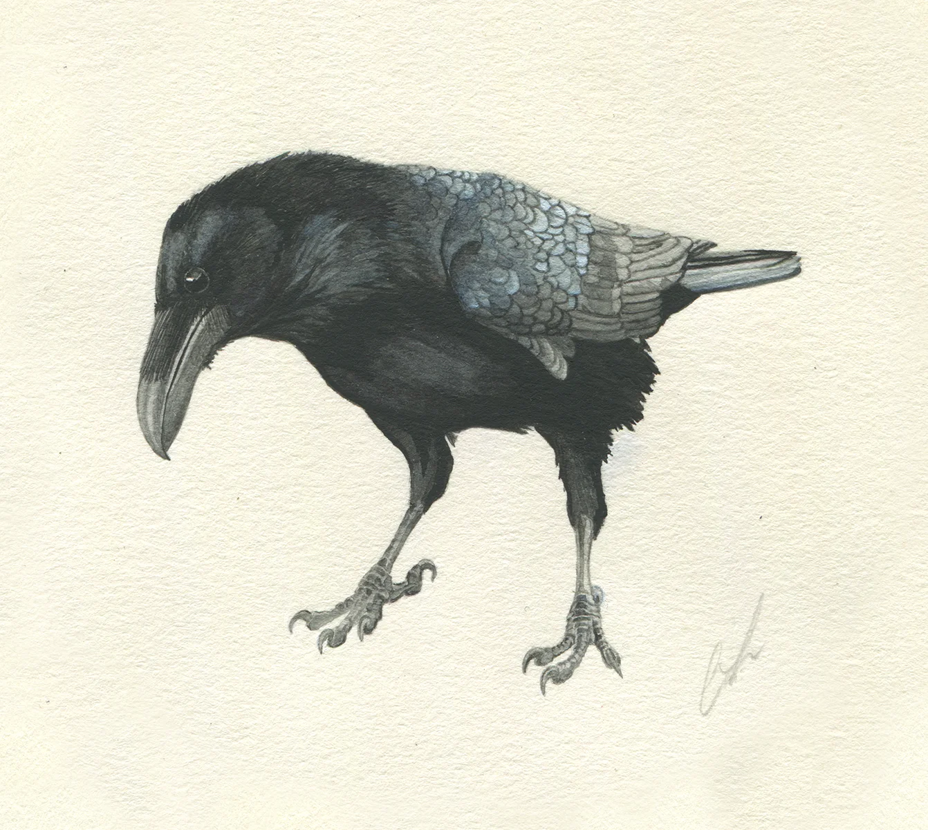 Raven9lowres.jpg