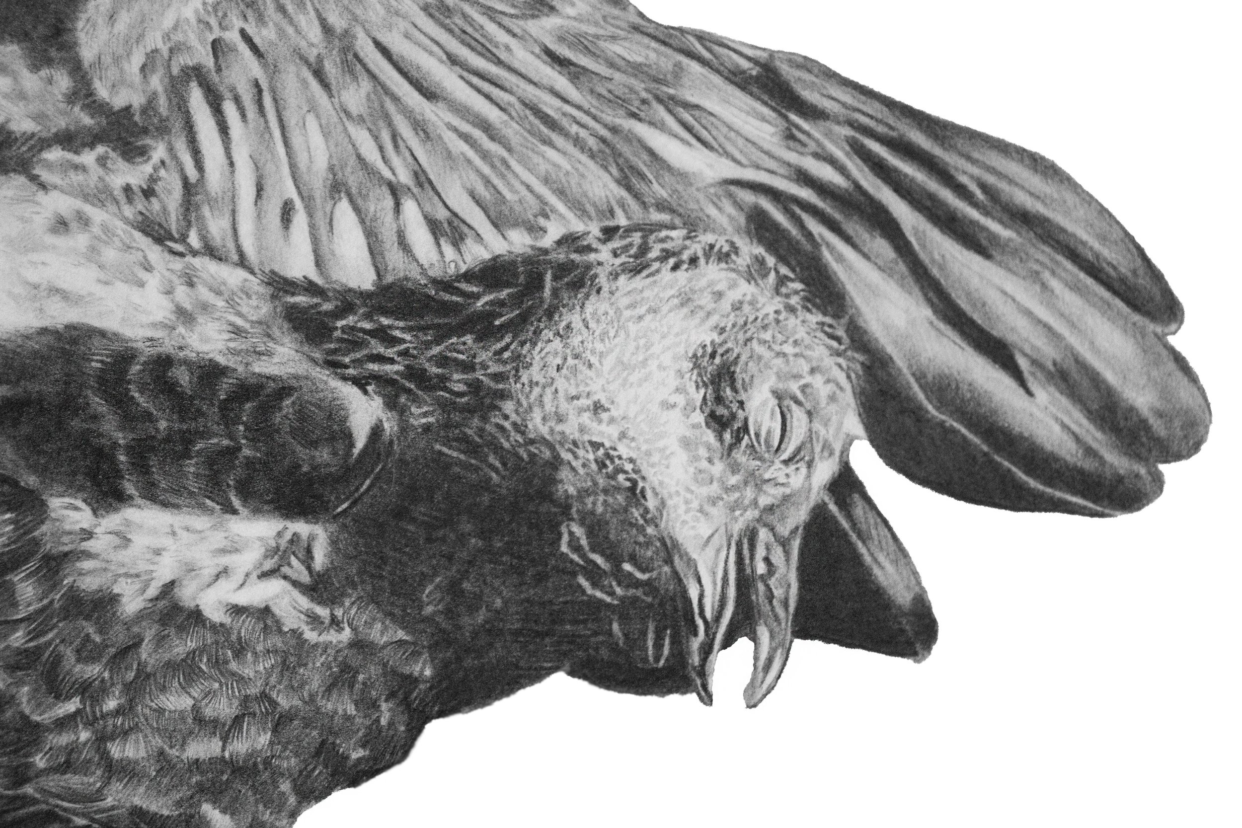 Bird original detail 1.jpg