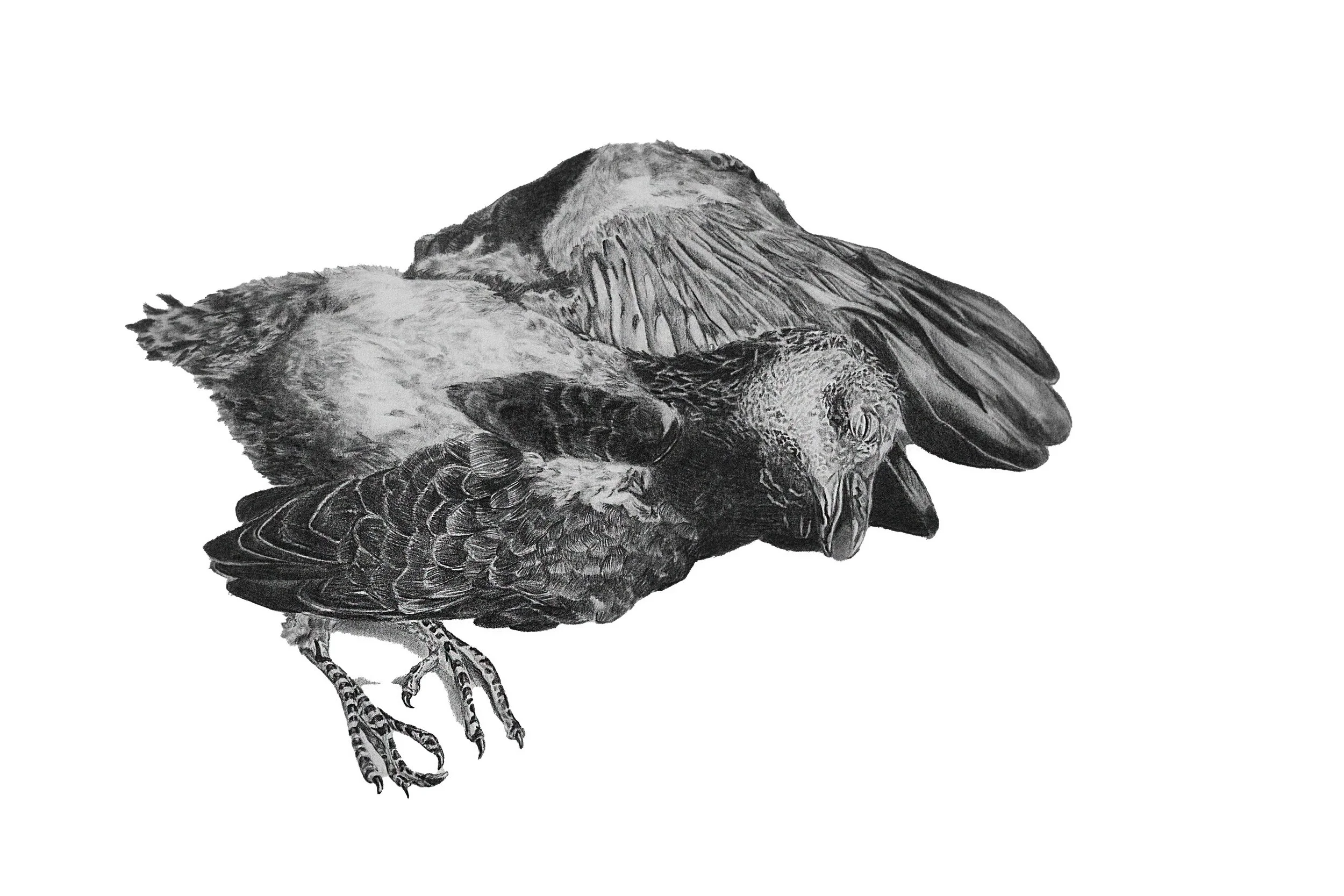 Dead bird original.jpg