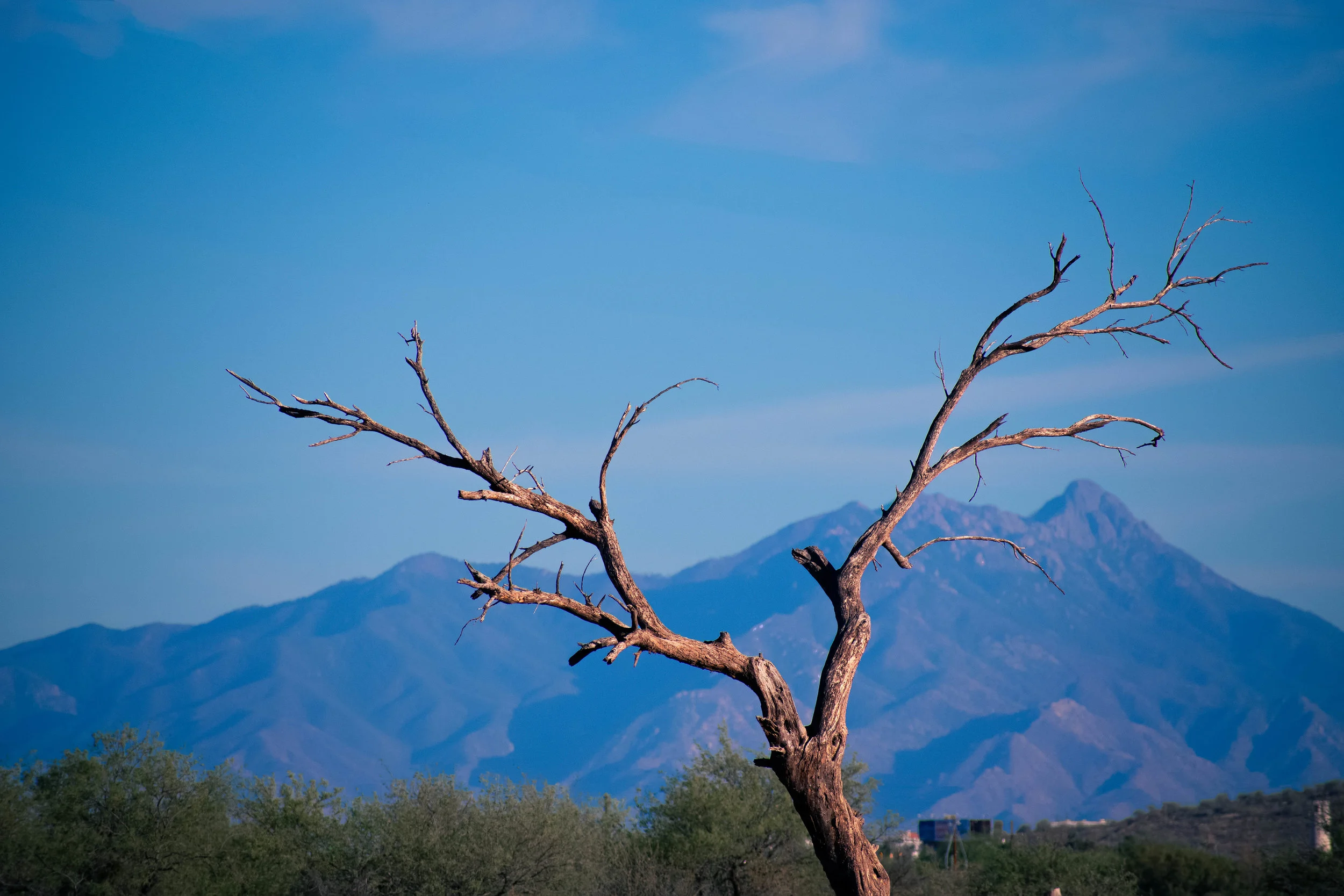 Mark 11:12-25 | The Lesson of the Fig Tree