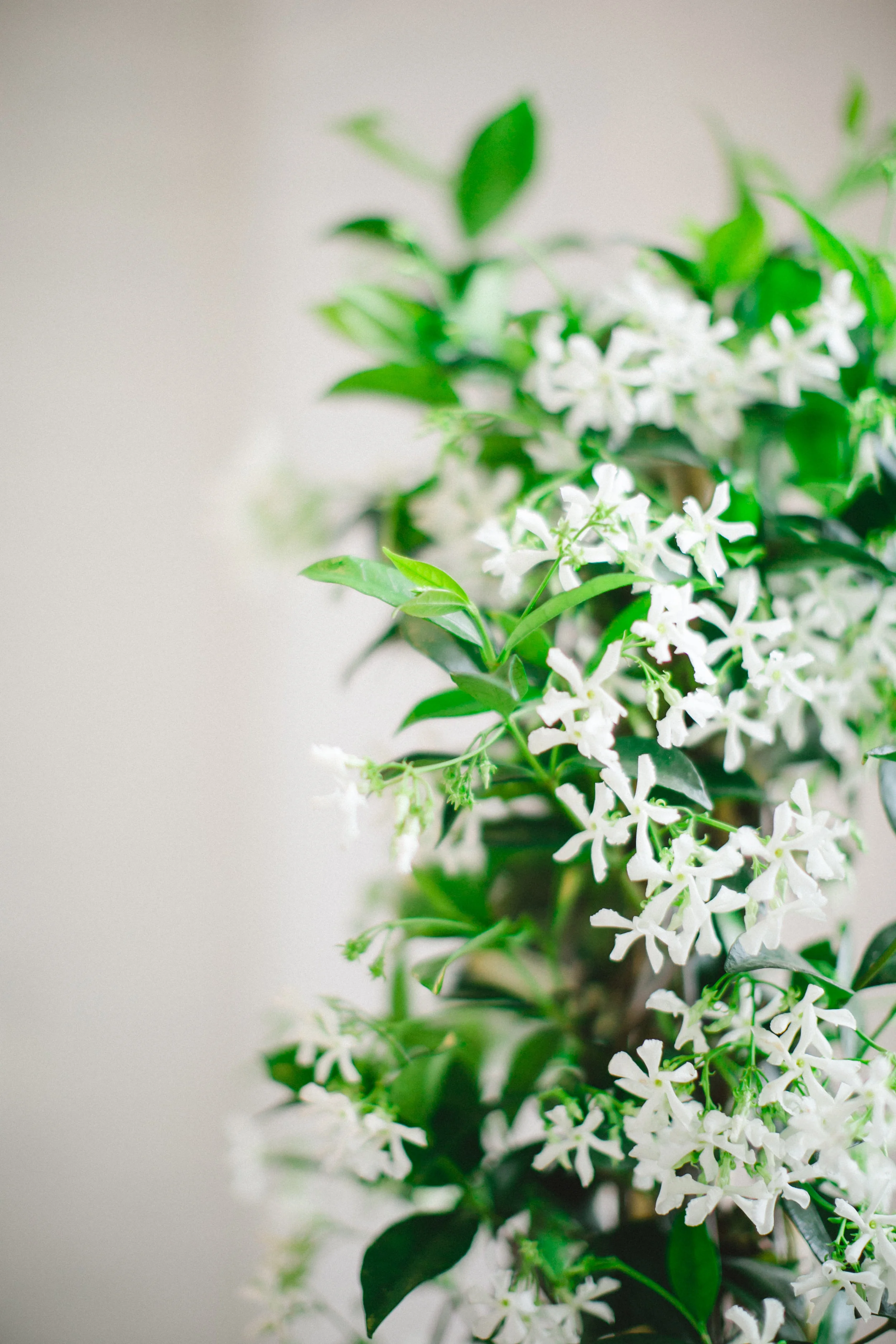 by Aimee Jobe Photography Bloom Designs Flower Workshop Brainerd-1.jpg
