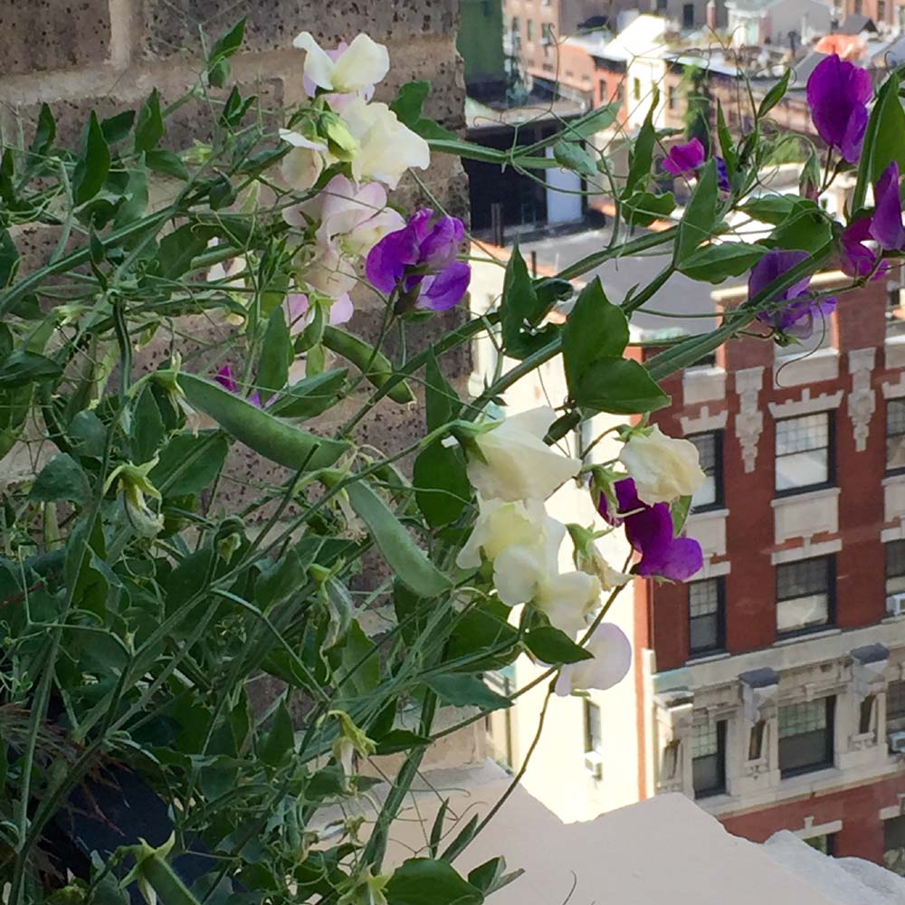 One Fifth Avenue Apt. 16B Flowers on Terrace