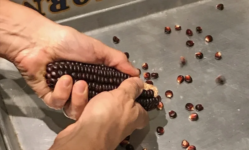 The kernels are handpicked from the cob. 