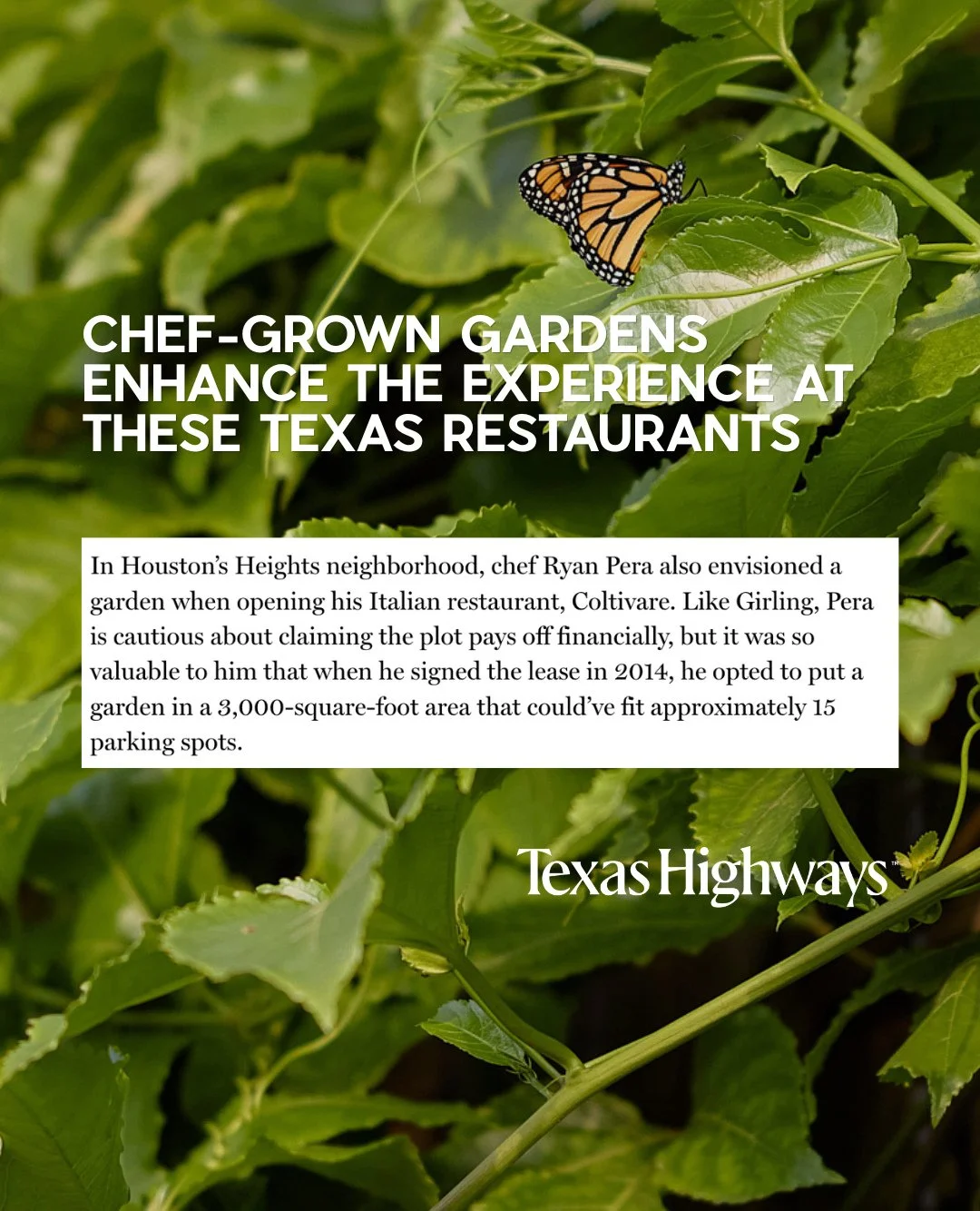 A moment for our backyard garden. 🌿 Thank you, @eateramanda + @texashighways.