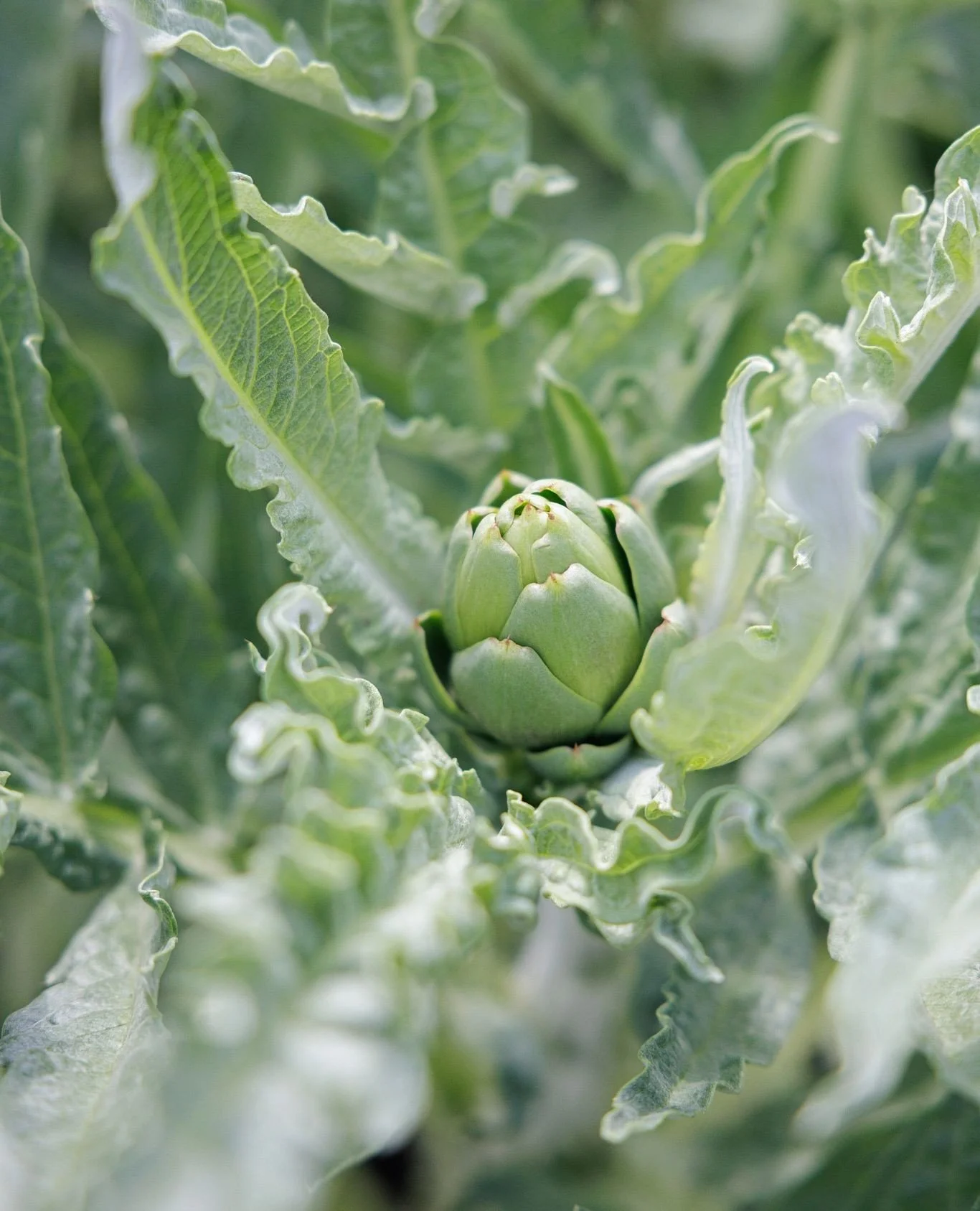Artichokes in the garden &rarr; artichokes on your plate. Served over harissa aioli and garnished with sunflower gremolata.⁠
⁠