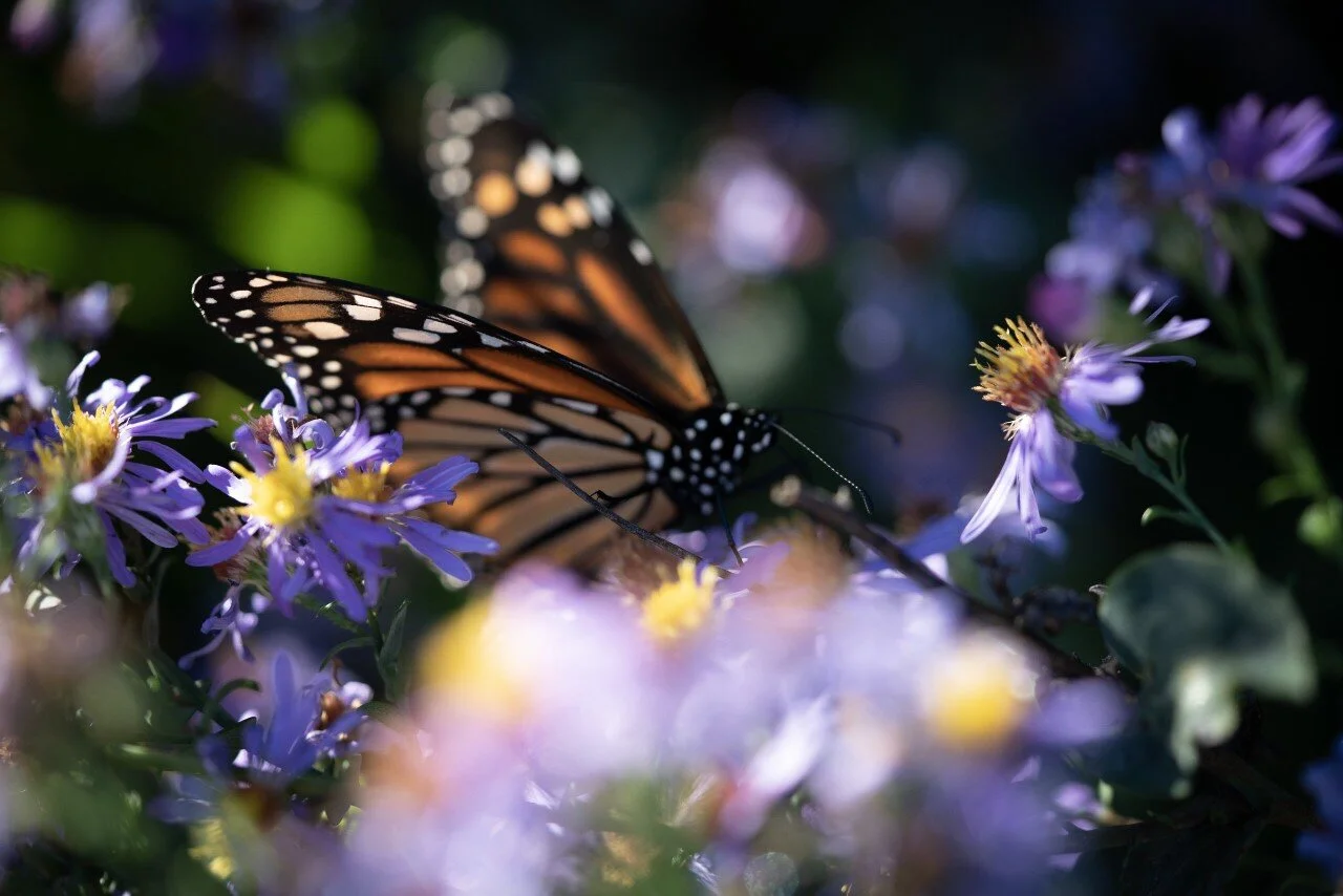 45th Annual Photography Contest (Online)