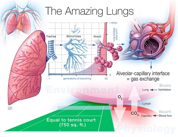 Diagram used with permission of the Mayo Clinic Foundation