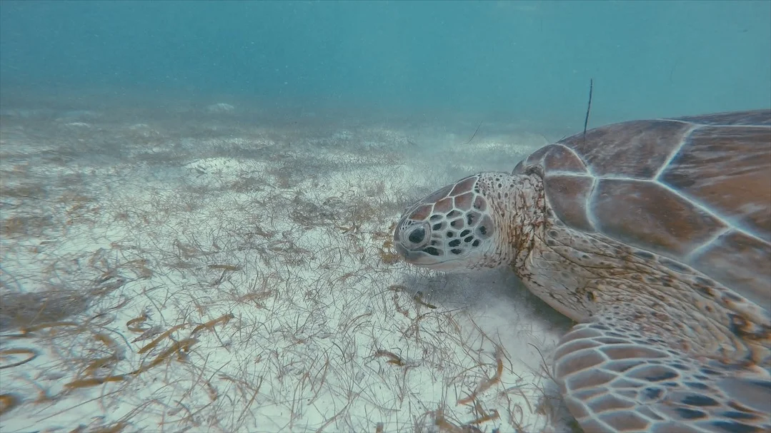 Turtle1.jpg
