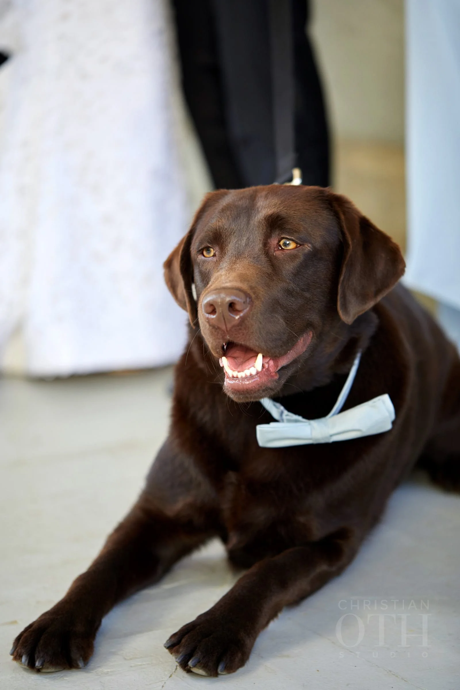 Best dog! Photo by Glen Allsop for Christian Oth Studio.