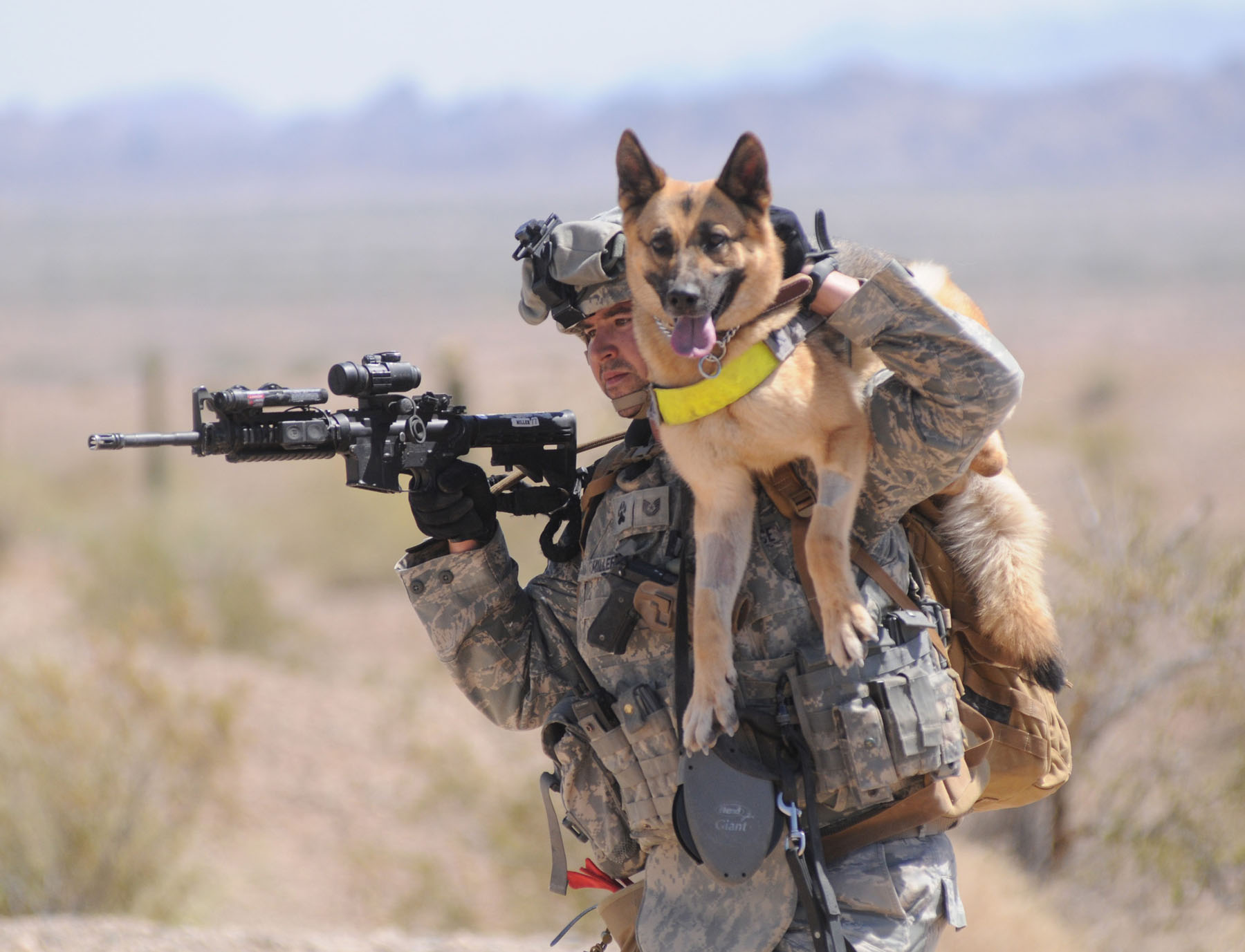A-Salute-to-Military-Working-Dogs.jpg