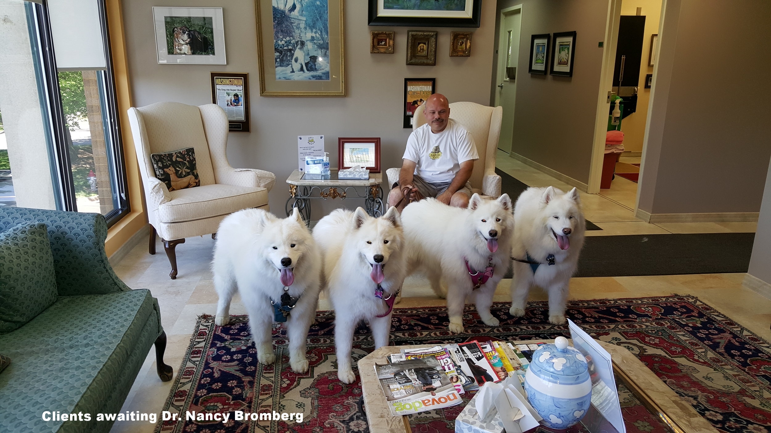 BrombergSamoyeds3.jpg