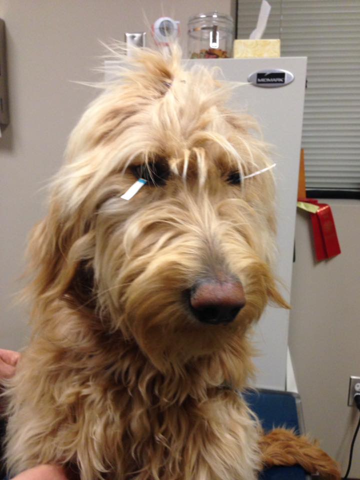 Bindi at Animal Eye Clinic of Spokane