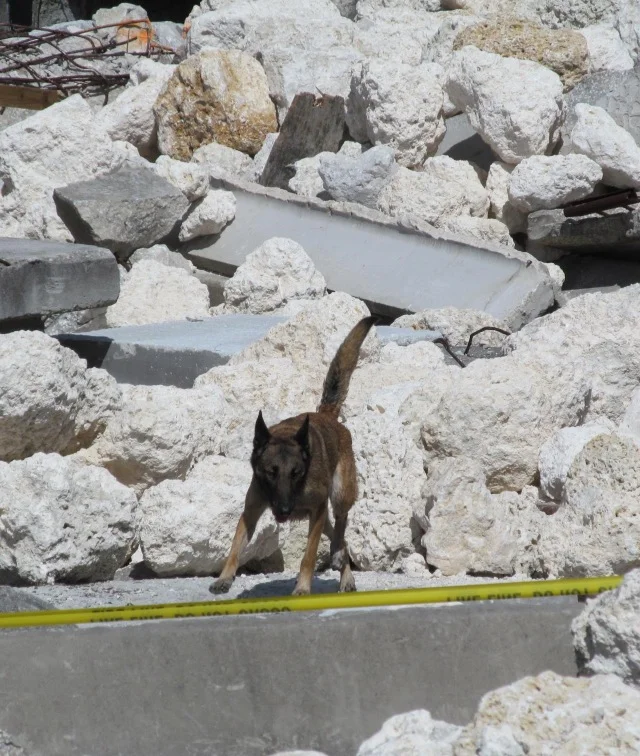 45-Aleko.Harrison.Search&Rescue.2019-2019Aleko rubble.jpg