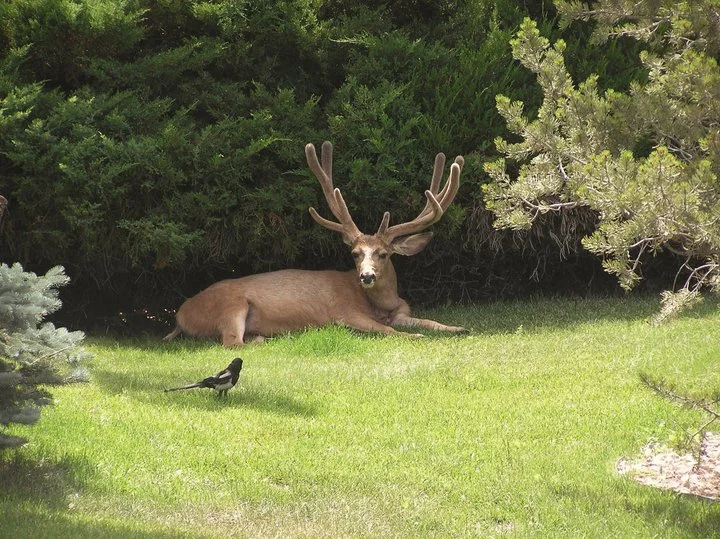 Animal 25.jpg