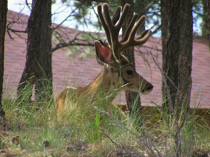 Animal 31.jpg